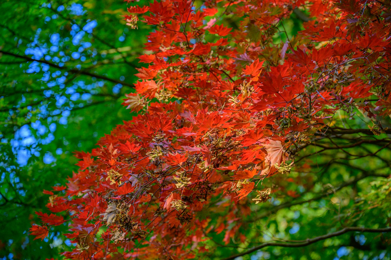 Gros plan sur des branches d'arbre avec des feuilles rouges vives sur fond vert