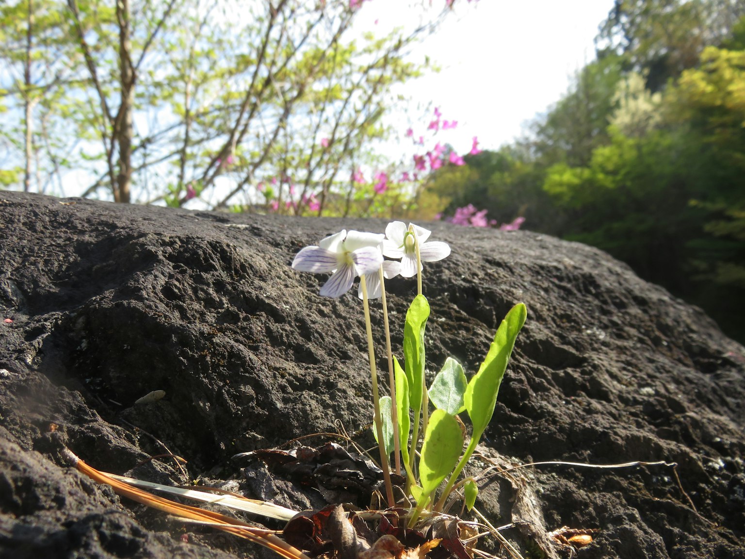 Piccole fiori bianchi e foglie verdi che crescono su una roccia