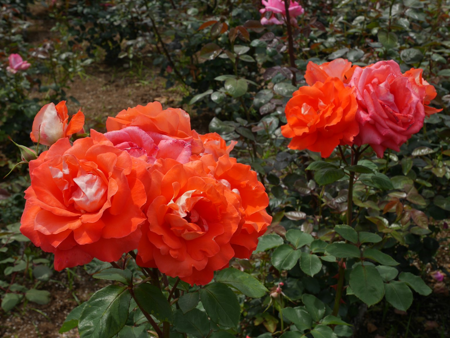 Leuchtend orange Rosen blühen in einem Garten