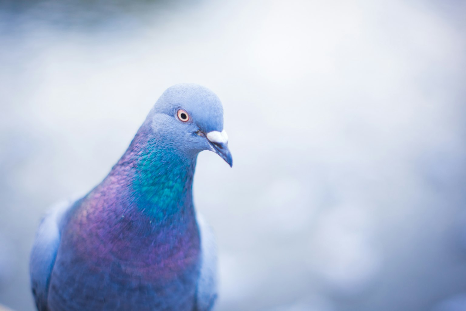 Gambar close-up merpati biru menunjukkan bulu biru dan ungu yang iridescent