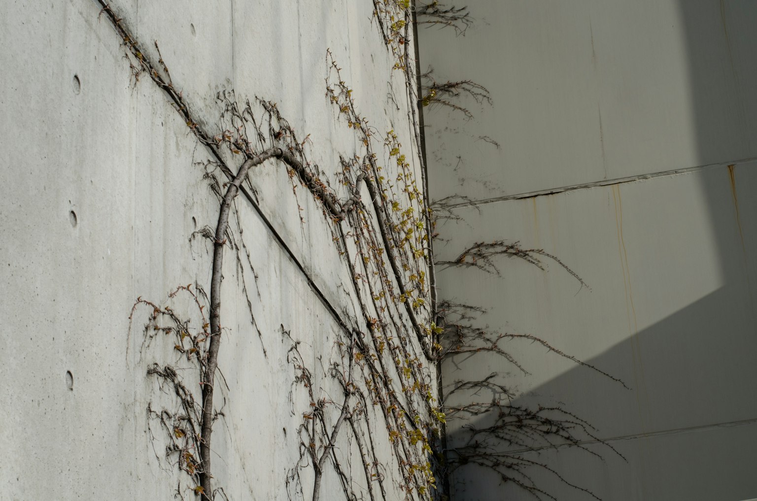 Vines growing on a white wall creating a contrast with shadows