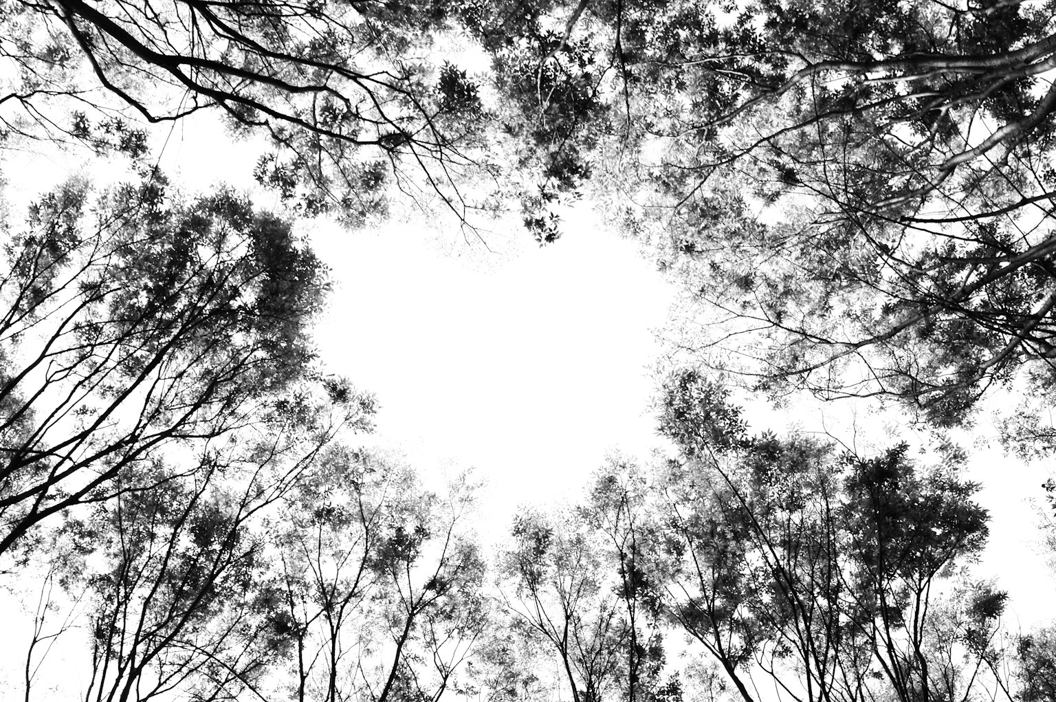 Vista di un cielo luminoso incorniciato da rami di alberi