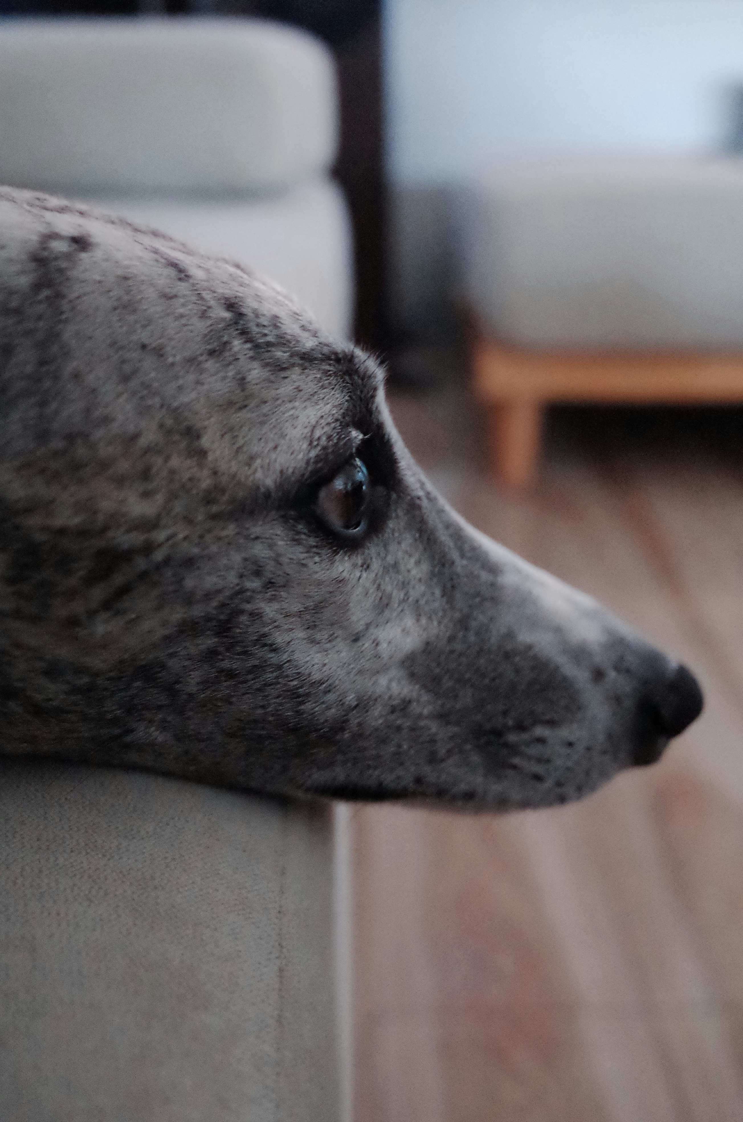 ソファに横たわるグレーの犬の横顔