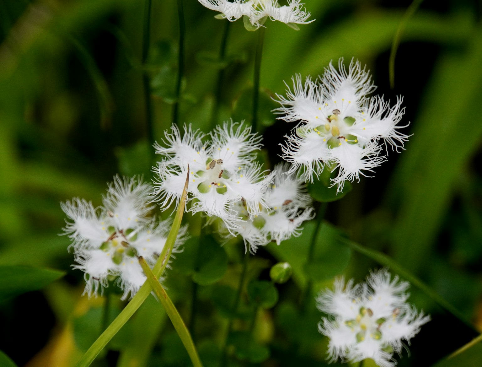 Cluster von zarten weißen Blumen mit federartigen Blütenblättern vor grünem Hintergrund