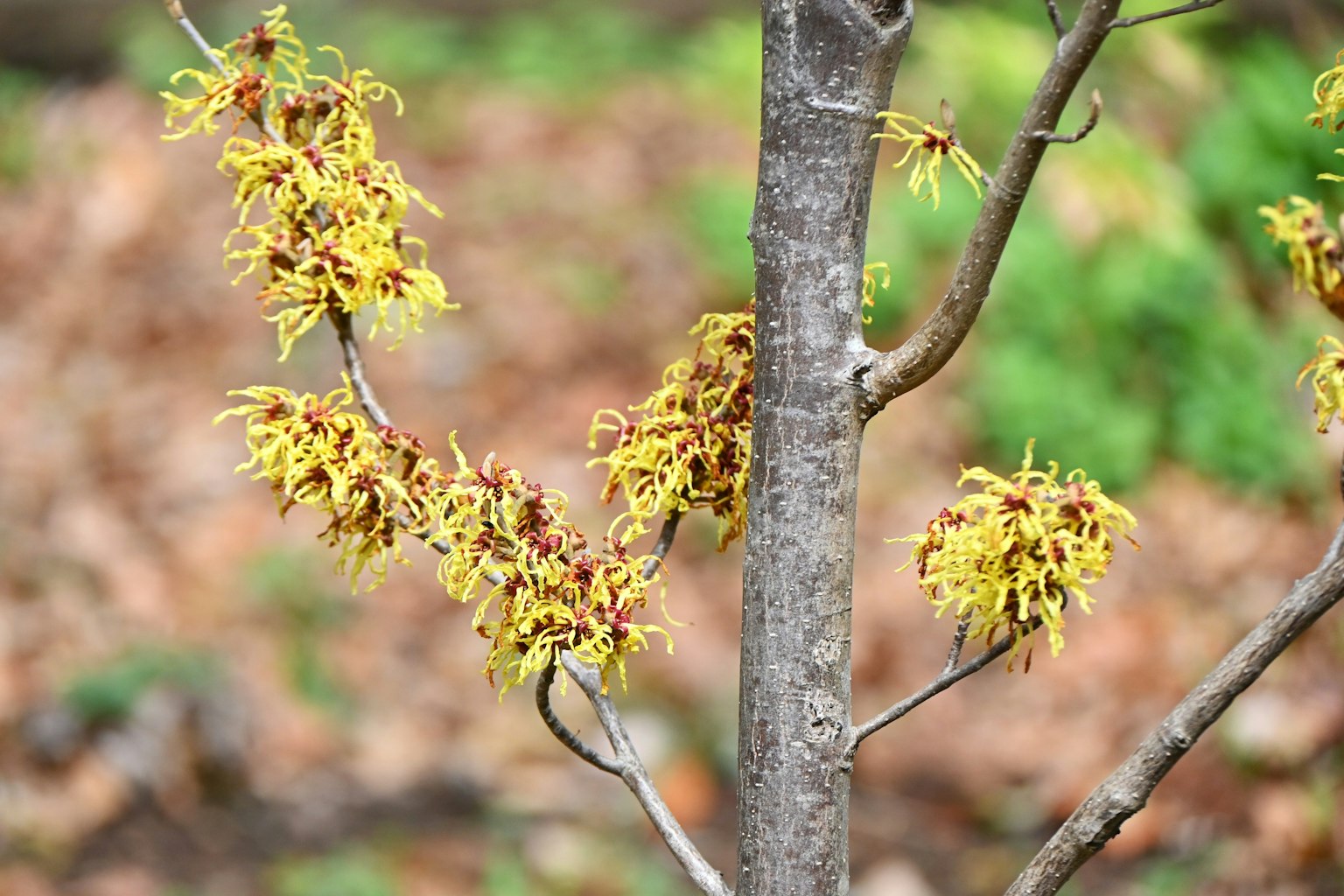 Witch hazel branch with bright yellow flowers