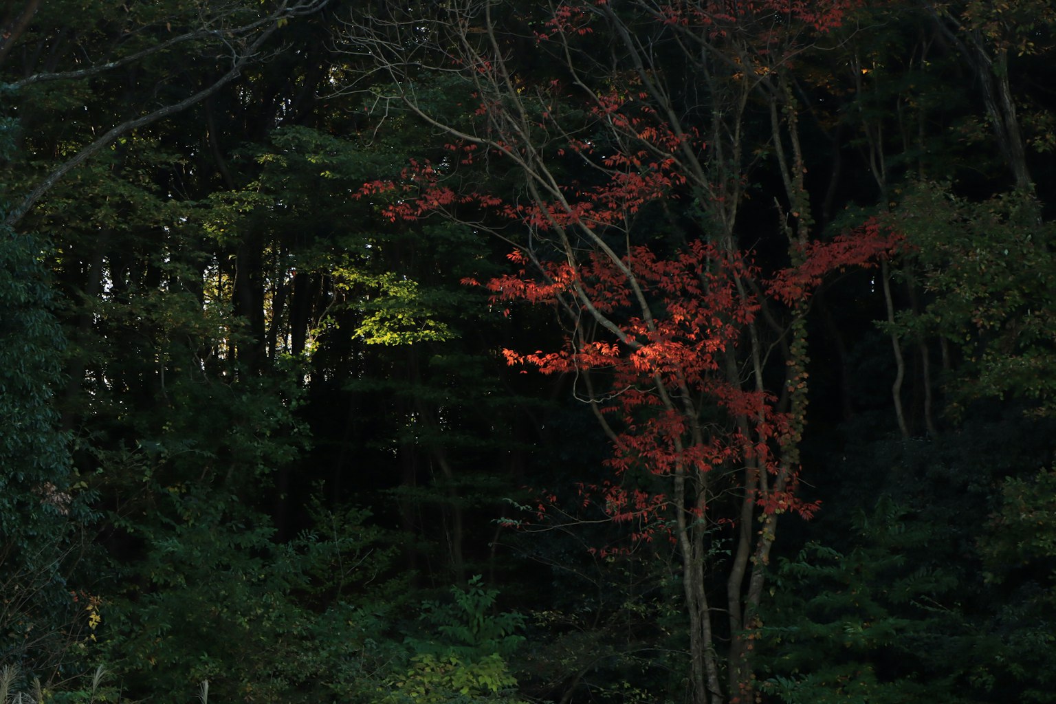 Un érable rouge vif contre un fond de forêt sombre