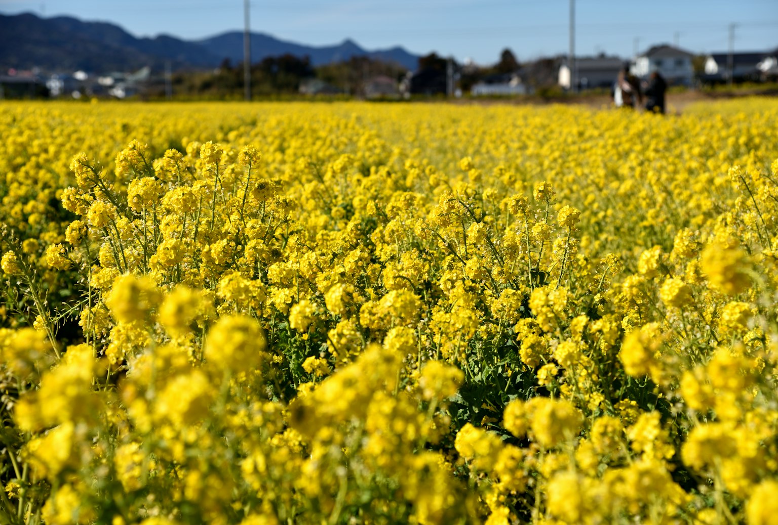 Campos de flores de colza amarillas vibrantes con montañas distantes