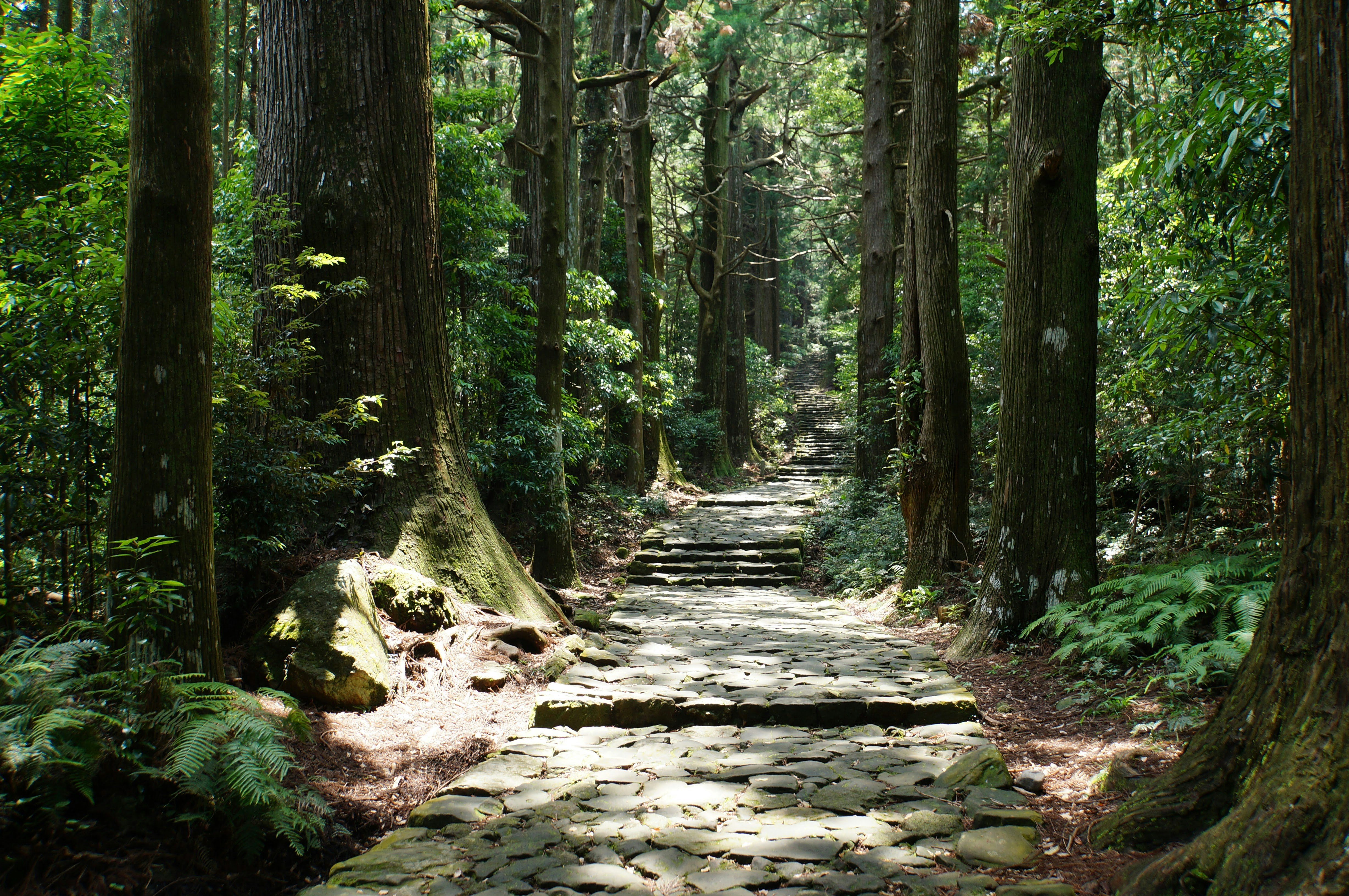 sentiero nel bosco fitto con gradini di pietra ricoperti di muschio