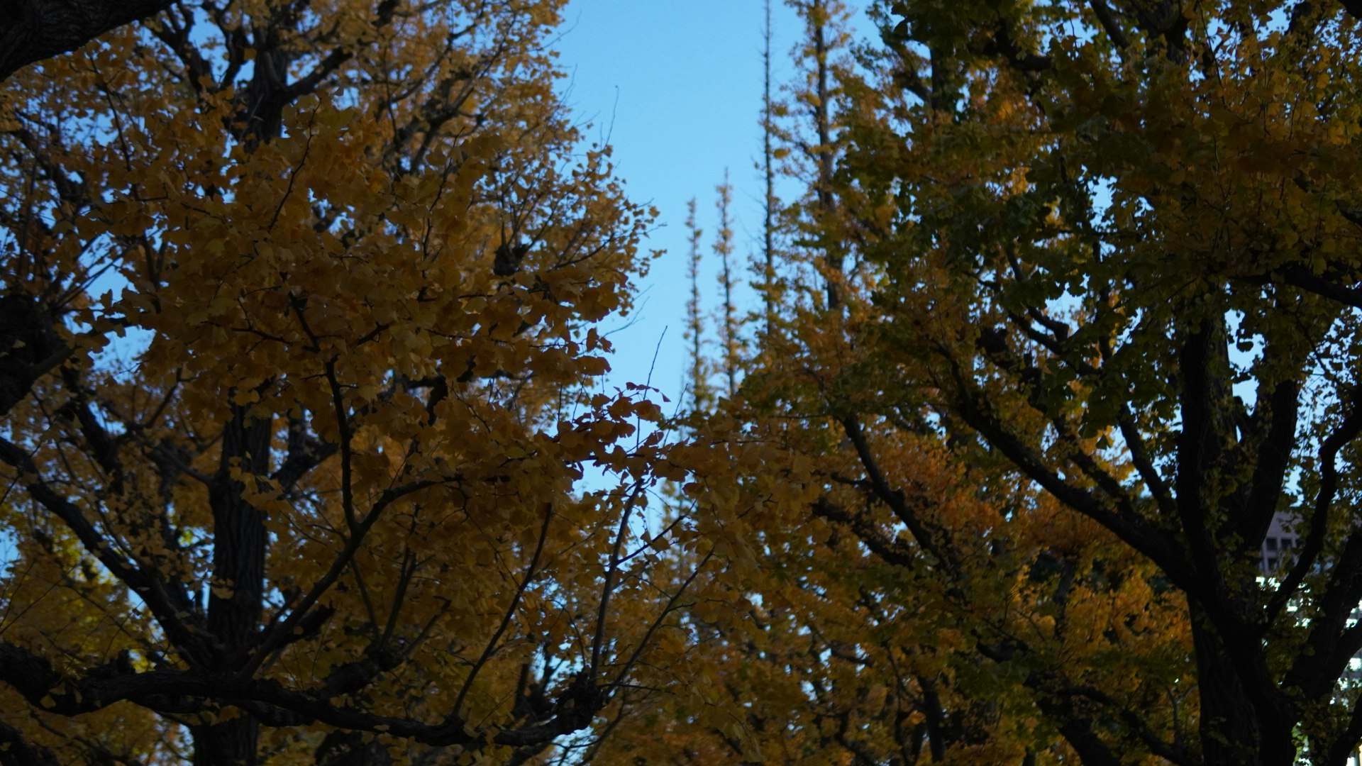 秋の木々の枝と青空が広がる自然の風景