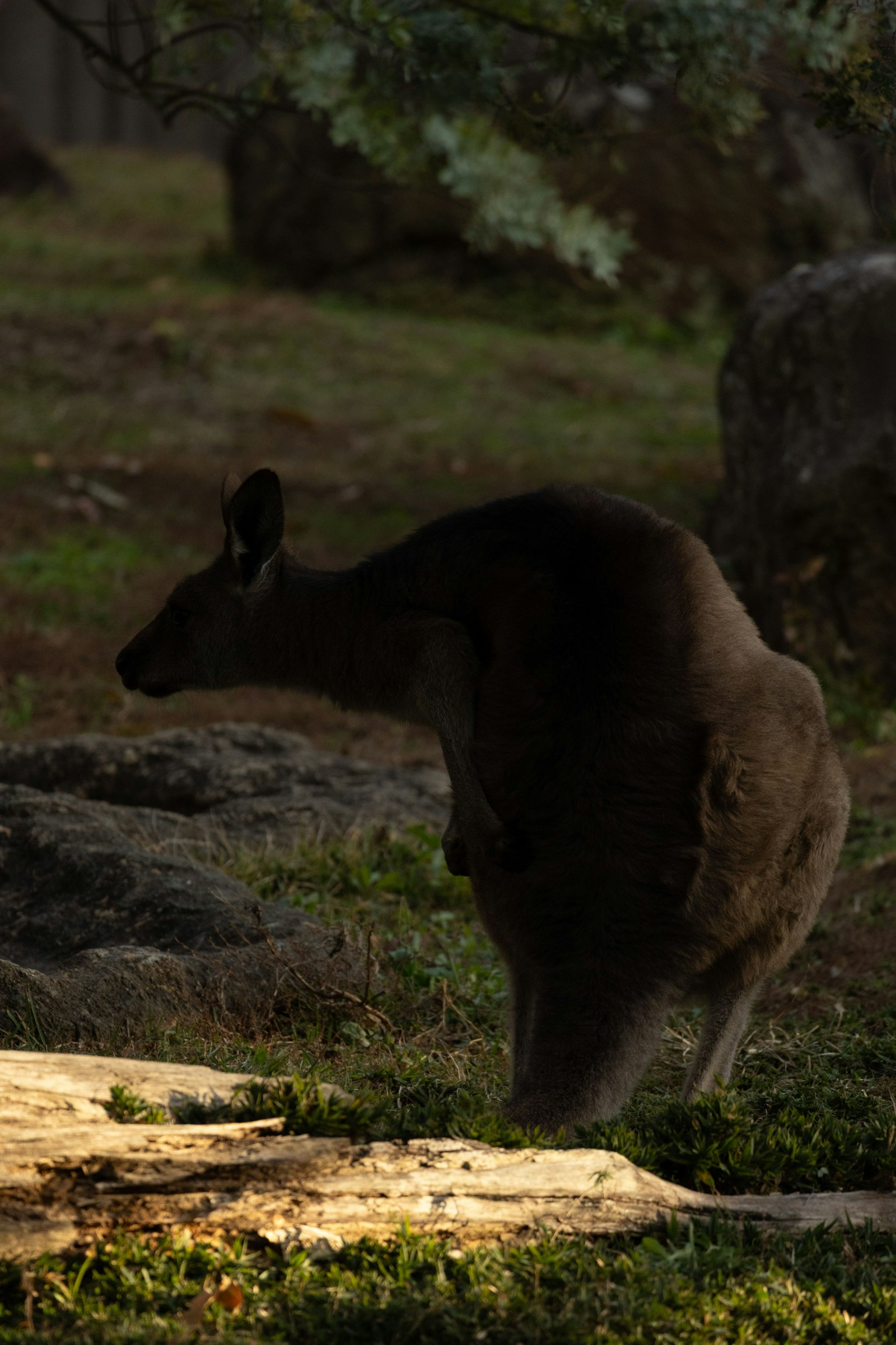 Bóng dáng của một con kangaroo đứng trong rừng tối