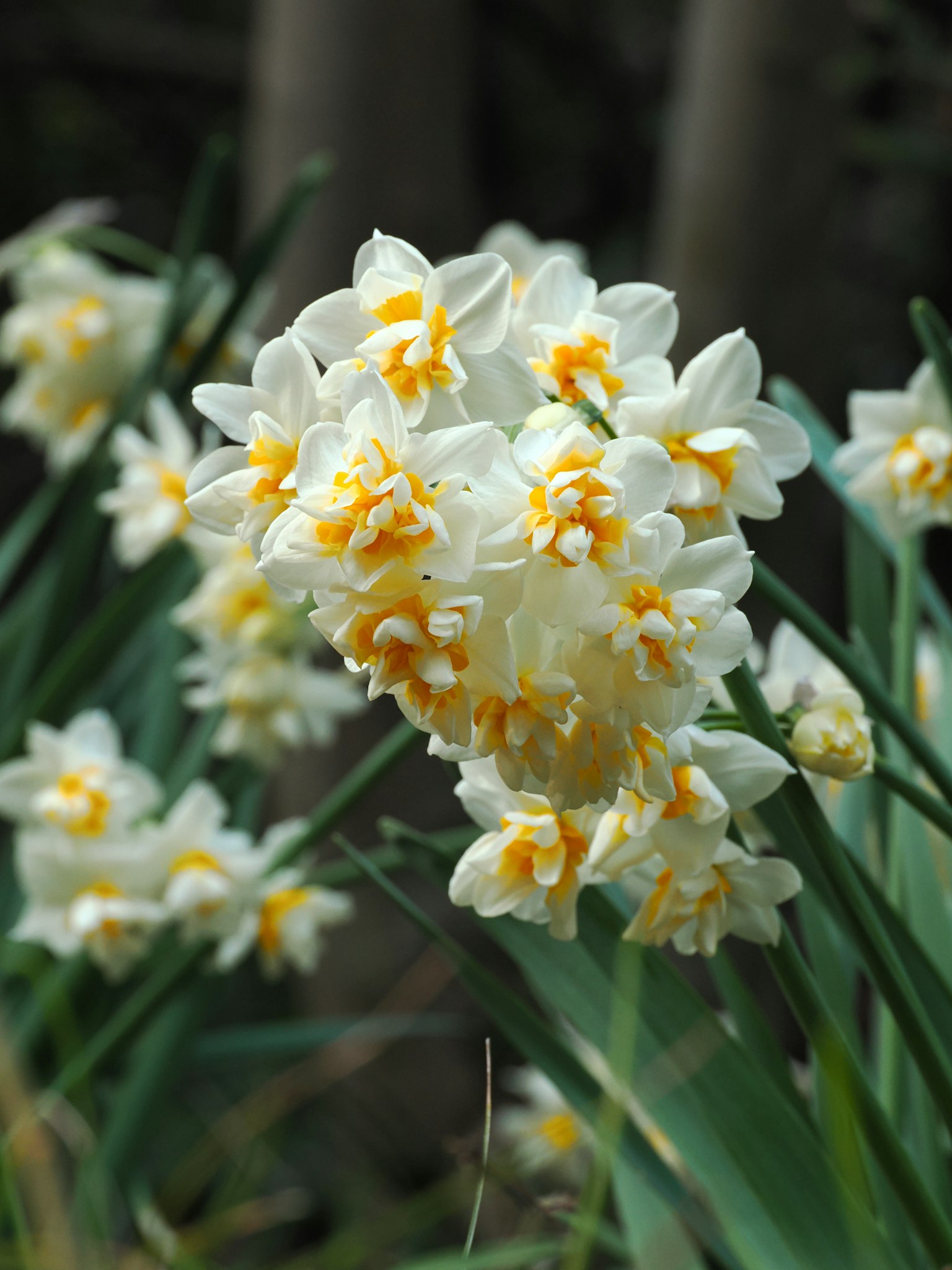 Cluster of white daffodils with orange centers