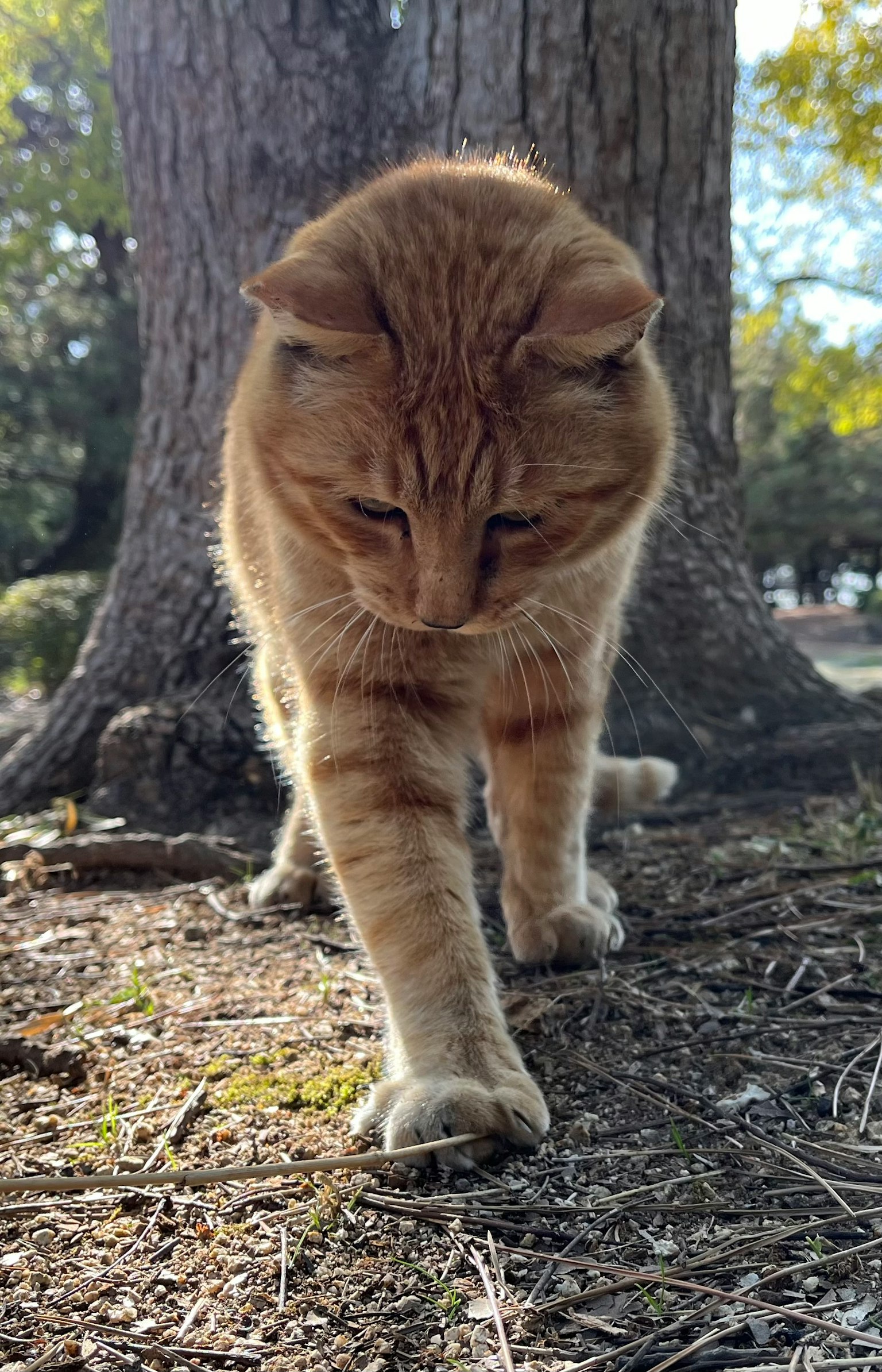 Orangene Katze, die unter einem Baum geht