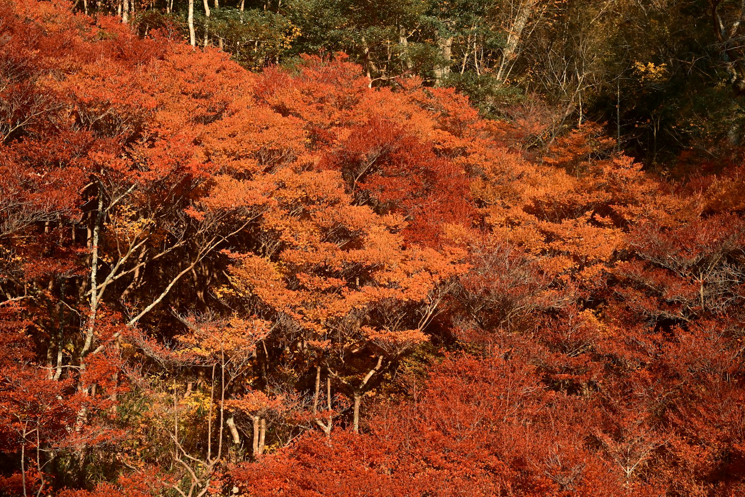 Foliase merah cerah di musim gugur