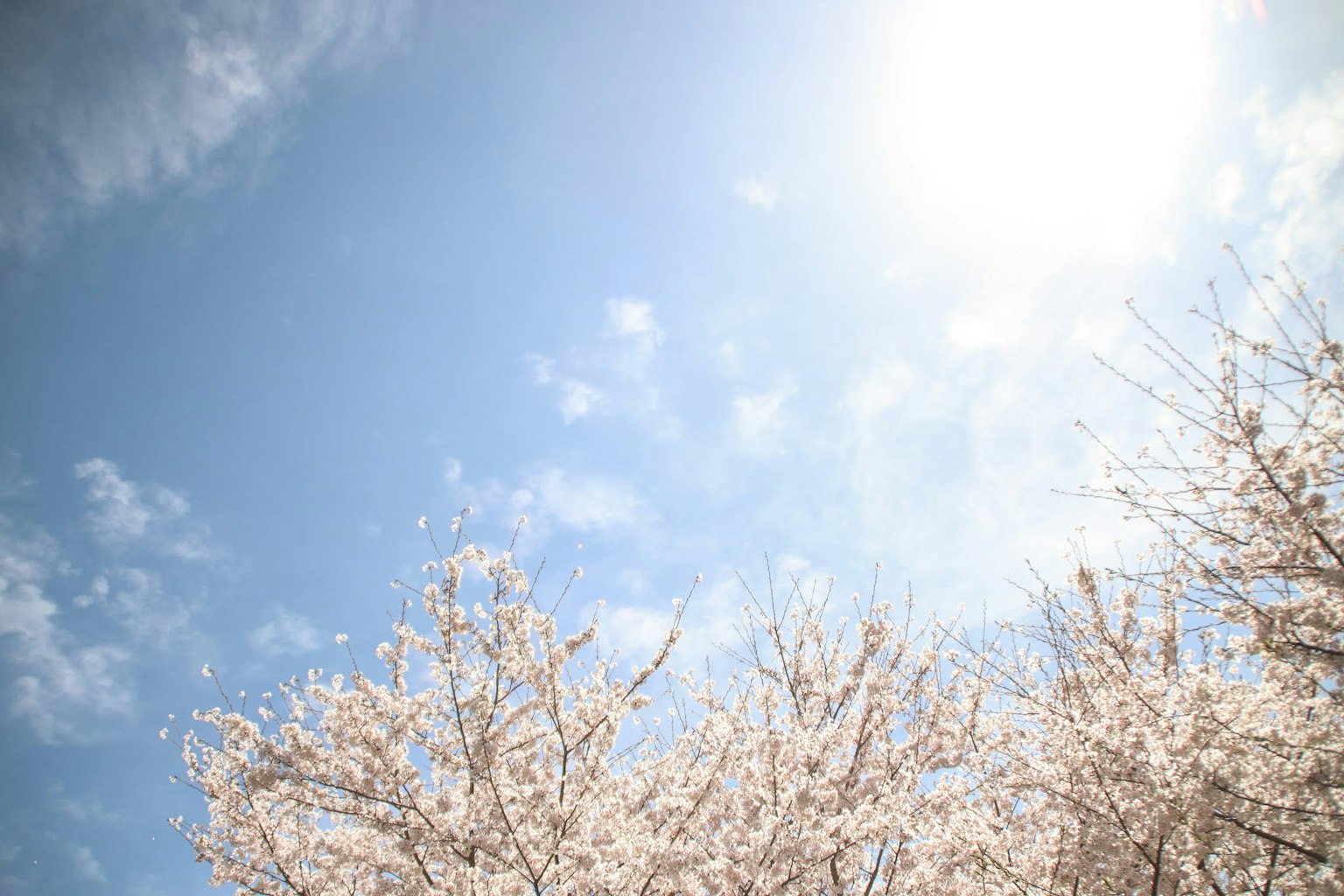 Bright sunlight against a backdrop of cherry blossoms and blue sky