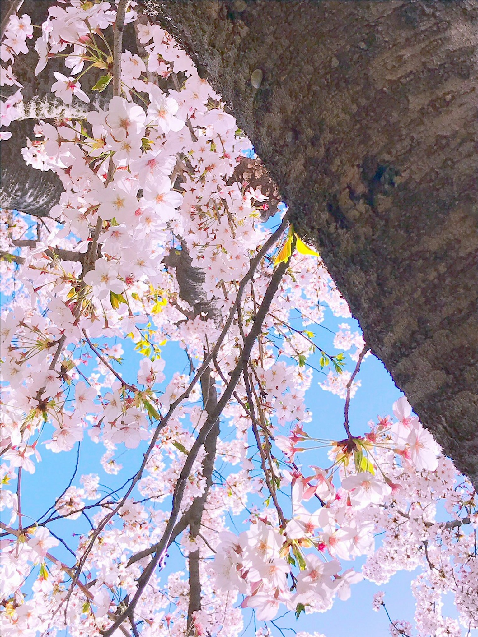 Cherry blossoms blooming under a blue sky with a thick tree trunk