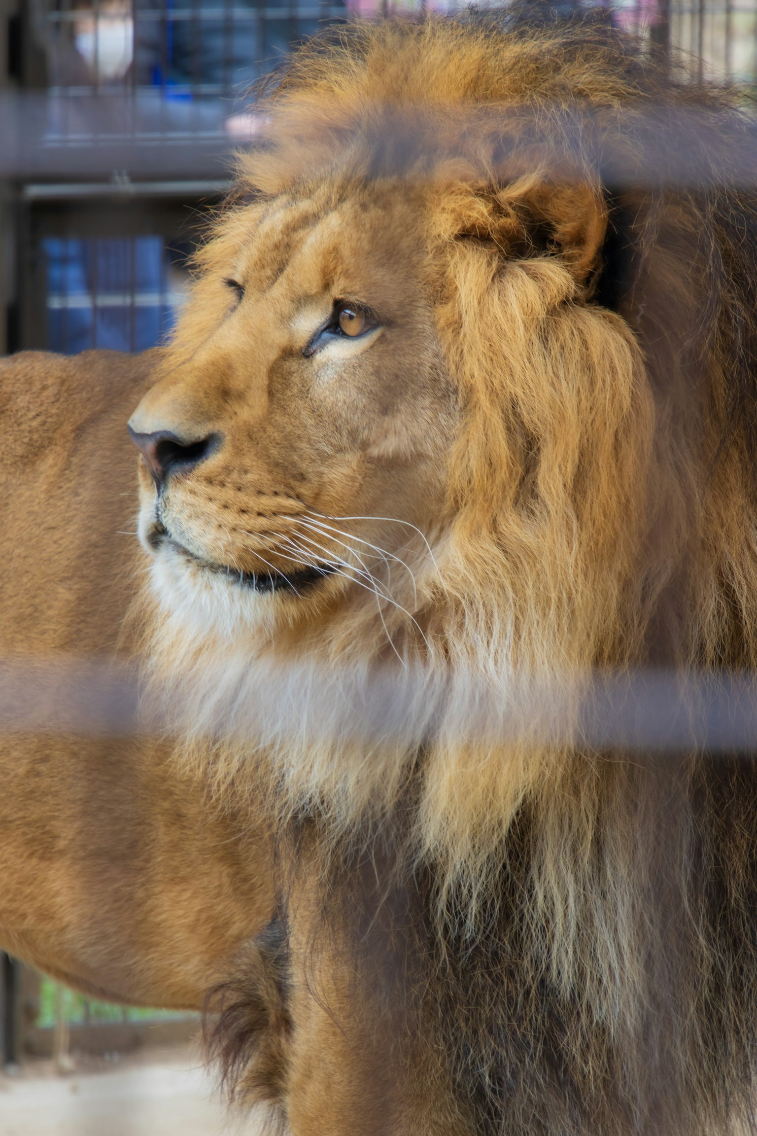 Profile of a lion showcasing its mane and whiskers