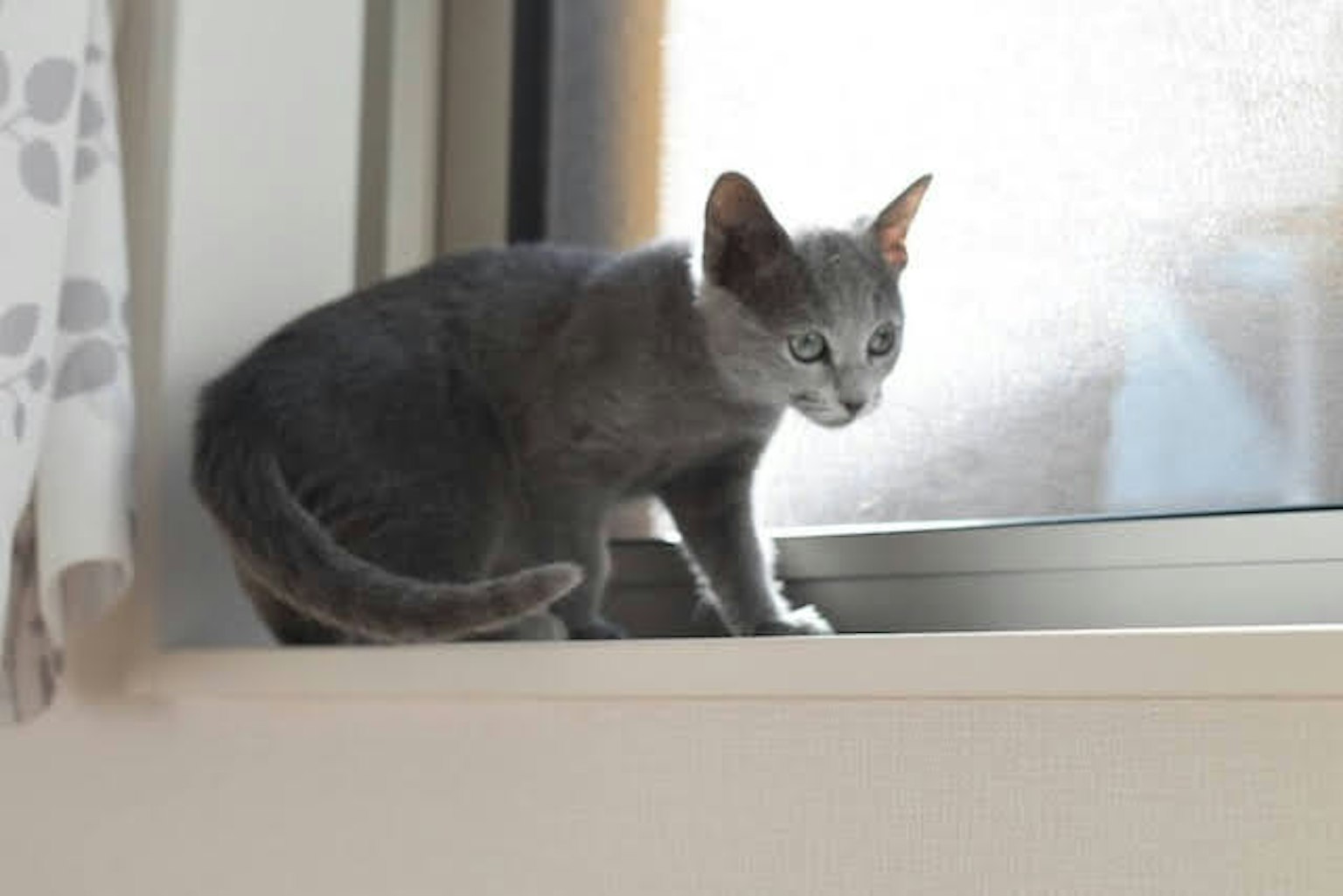 Chat gris assis près de la fenêtre regardant dehors