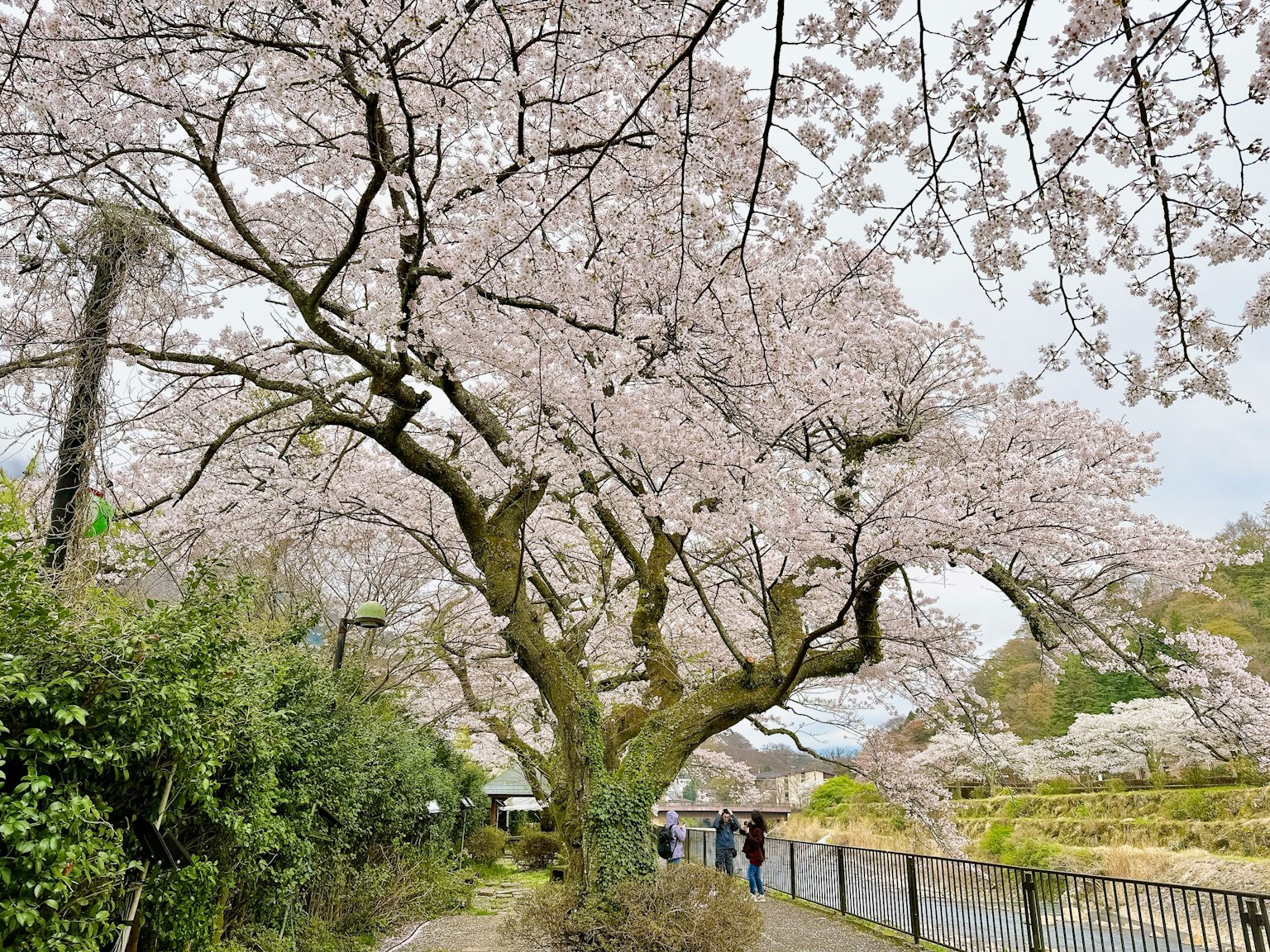 Arbre en fleurs de cerisier le long d'un chemin