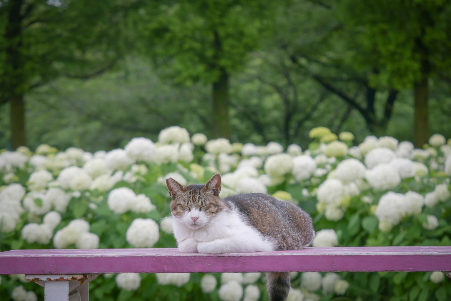 Gatto sdraiato su una panchina rosa con fiori bianchi sullo sfondo