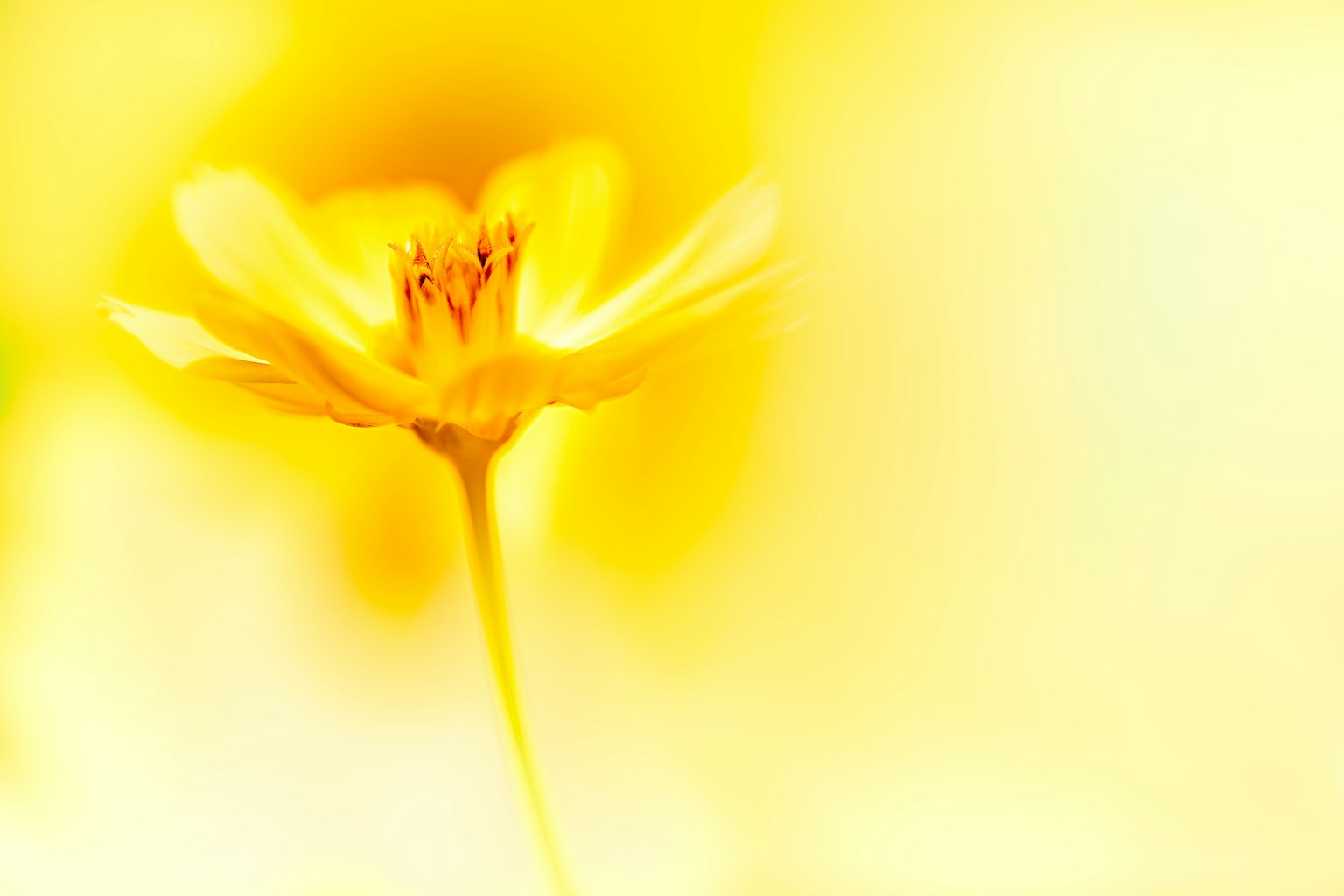 Un fiore giallo vibrante si staglia su uno sfondo morbido