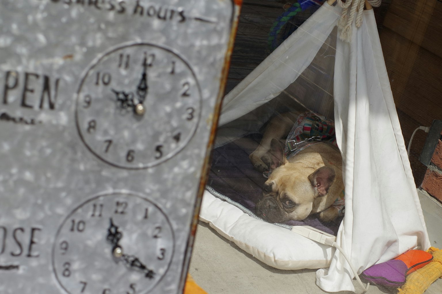 Seekor anjing beristirahat di tempat tidur yang nyaman di samping papan jam buka