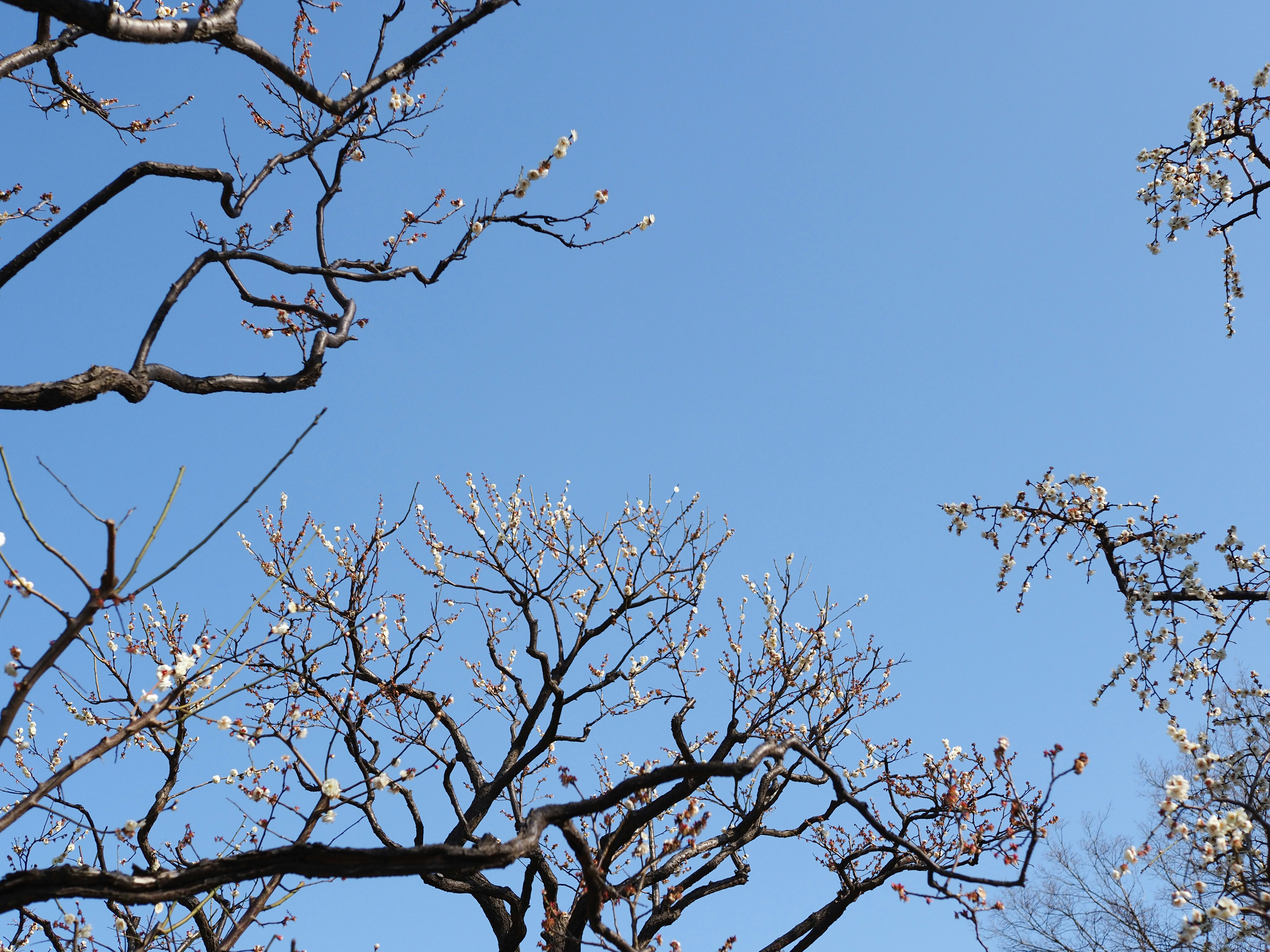 梅の枝と青空の早春の風景