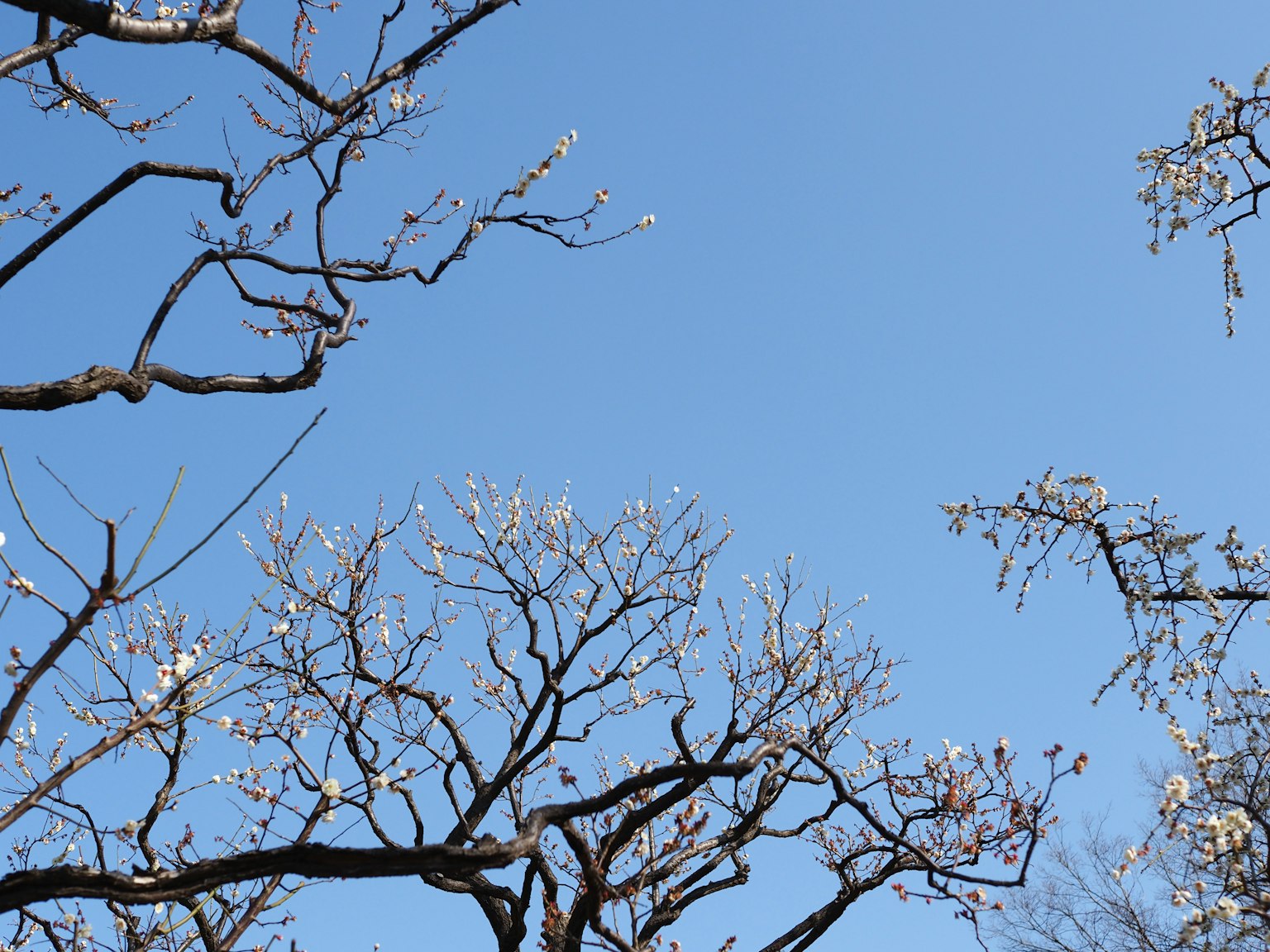 Branches of plum trees against a clear blue sky