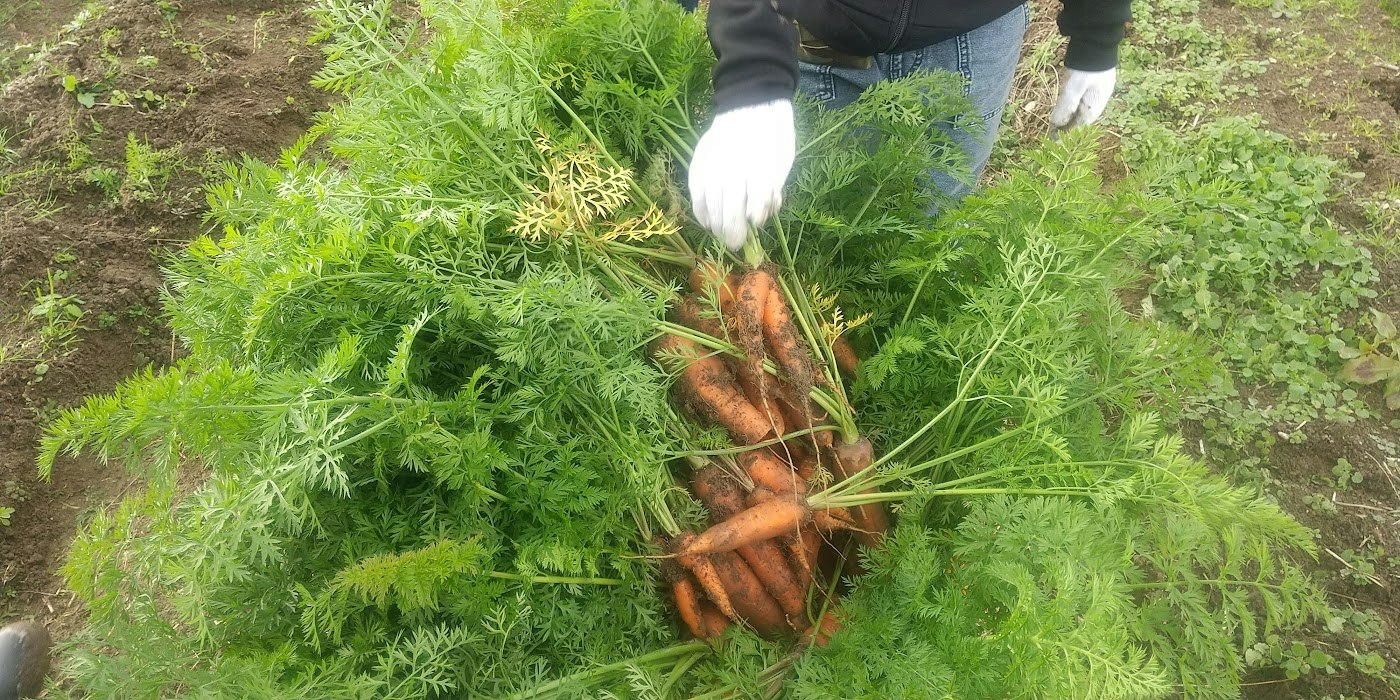 畑で手袋をした人が草の根を抜く作業