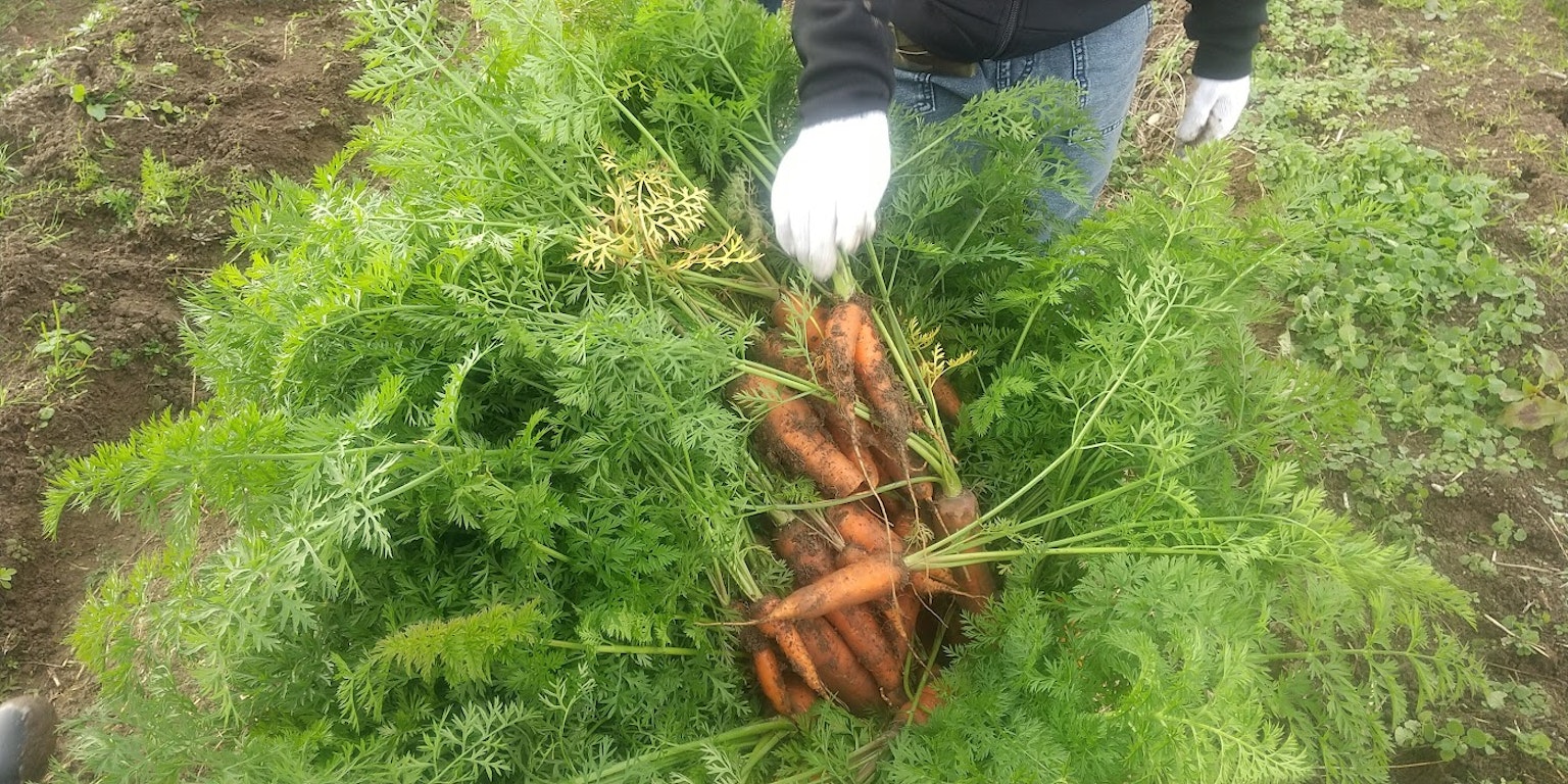 Seseorang memanen seikat wortel dengan daun hijau di ladang