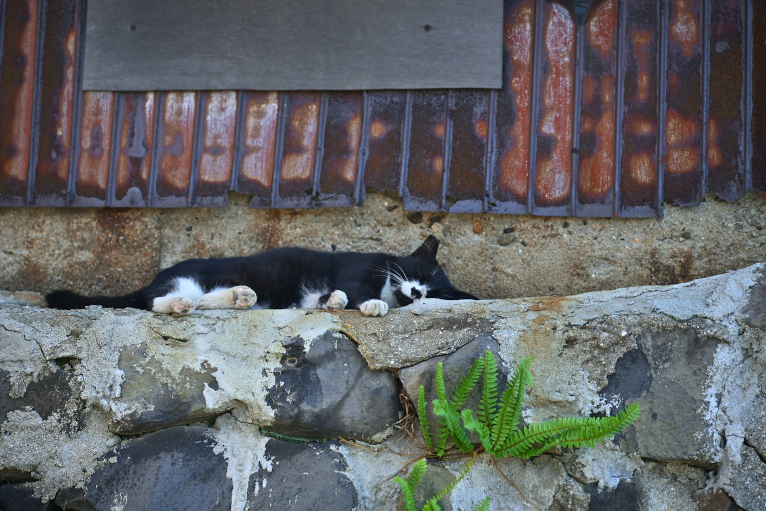 Un gatto bianco e nero che dorme su un muro di pietra