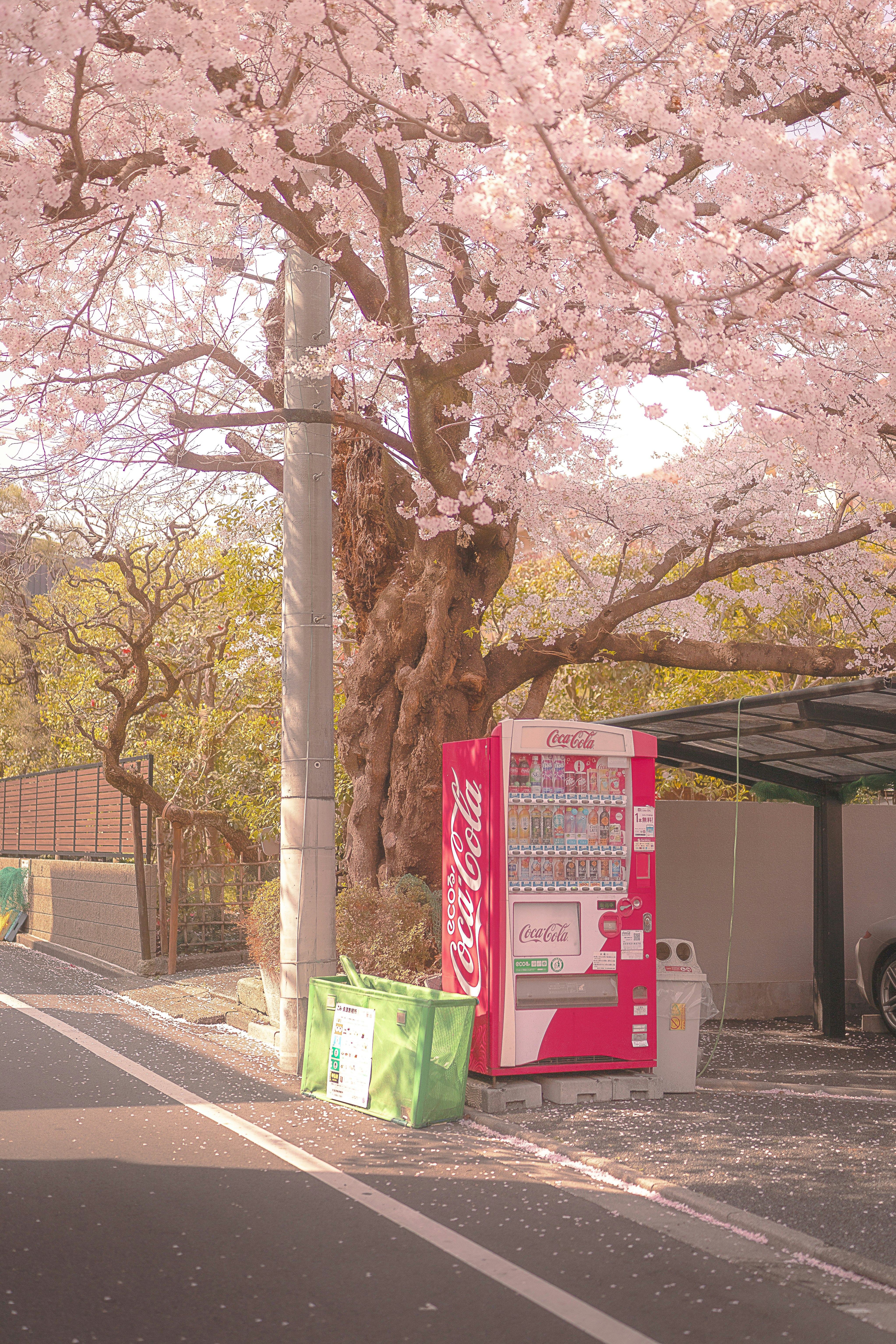 春の並木道に咲く桜と自販機のある街角