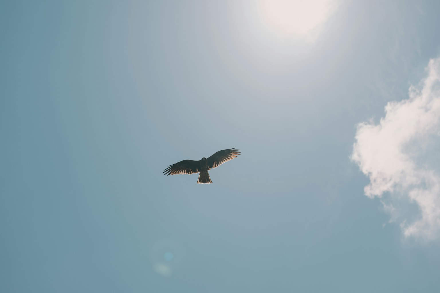 Silueta de un halcón volando en un cielo azul