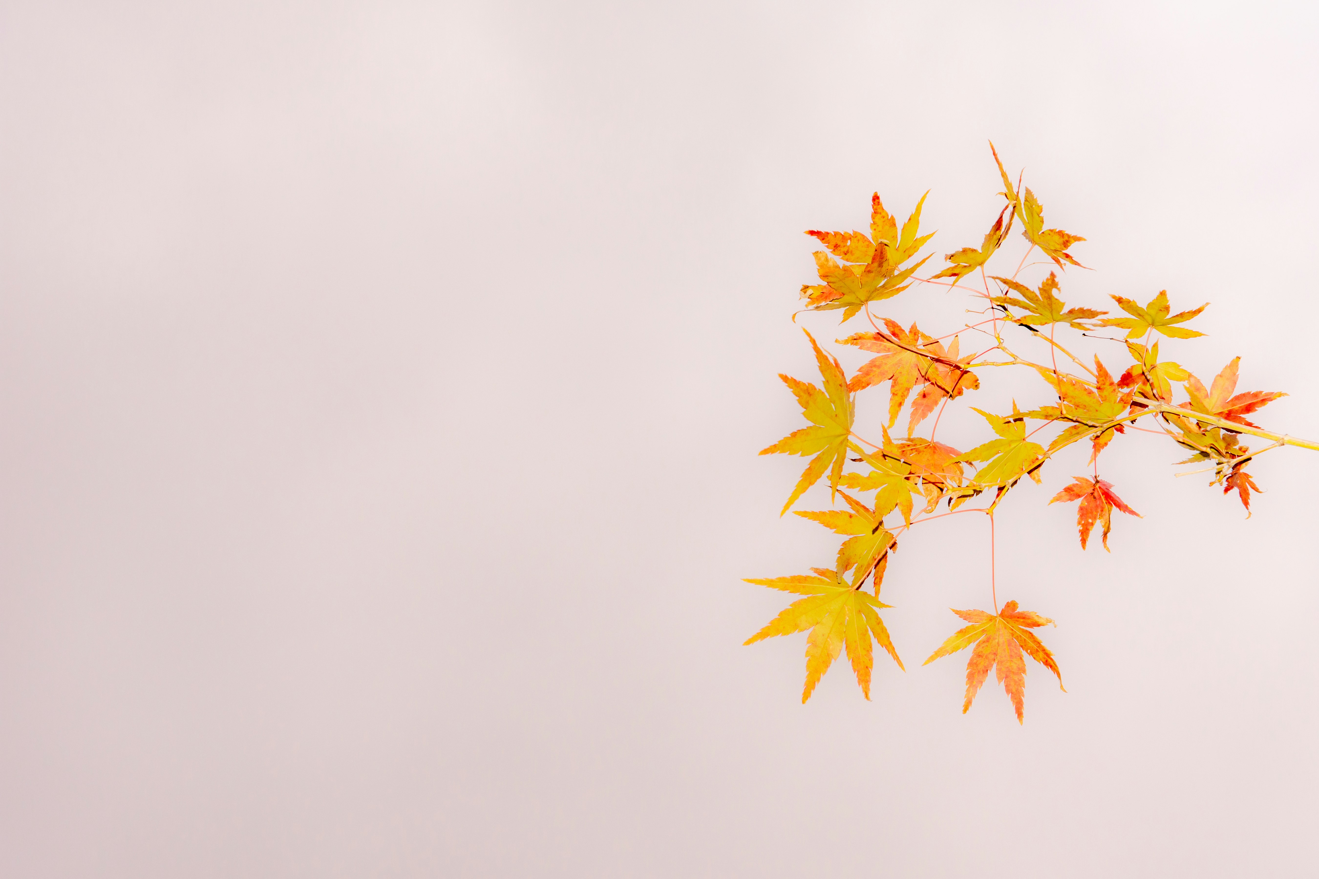 淡い背景に映える紅葉の枝先