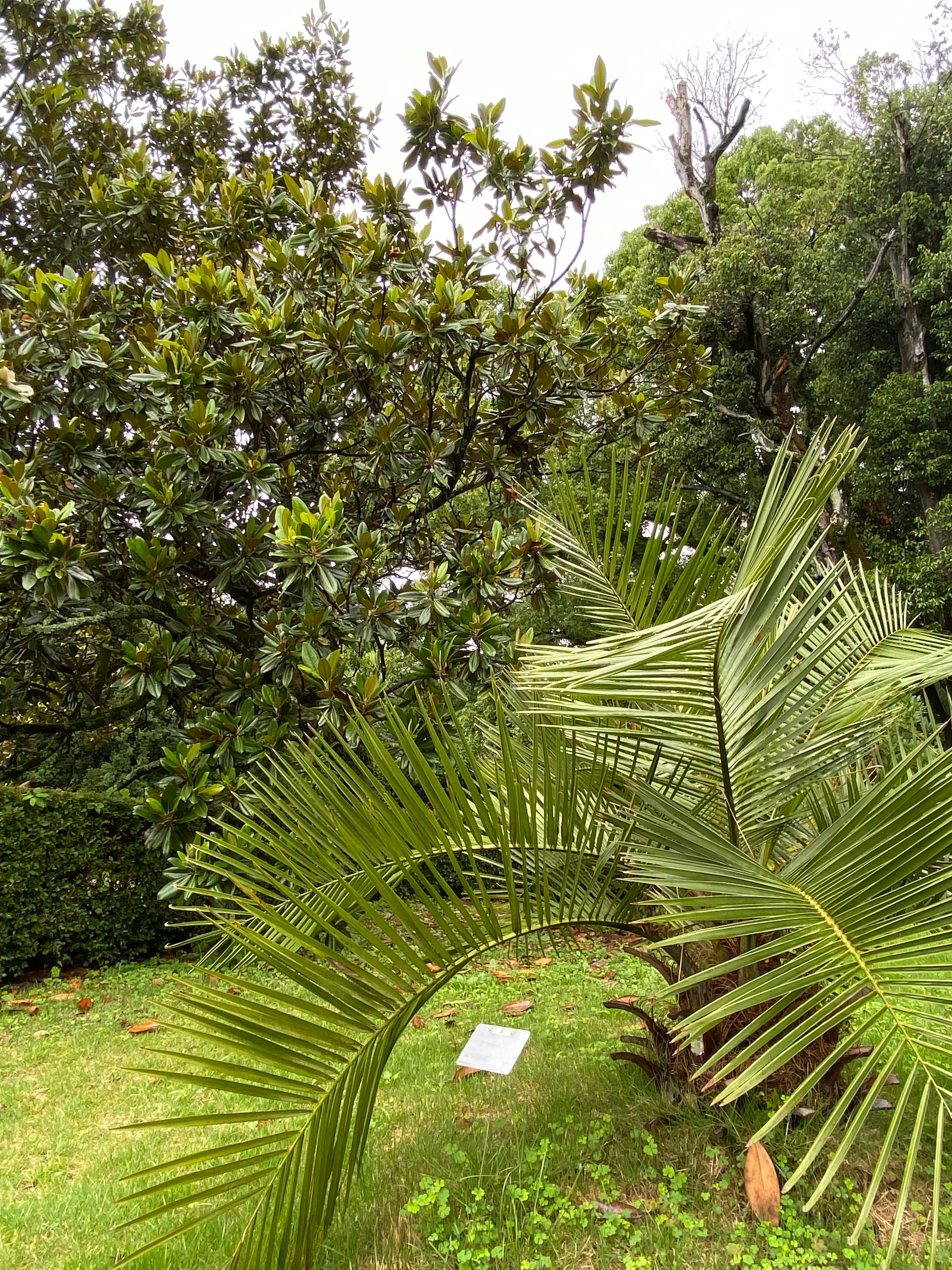 京都府立植物園の芝生とヤシの木が並ぶ庭園の緑景