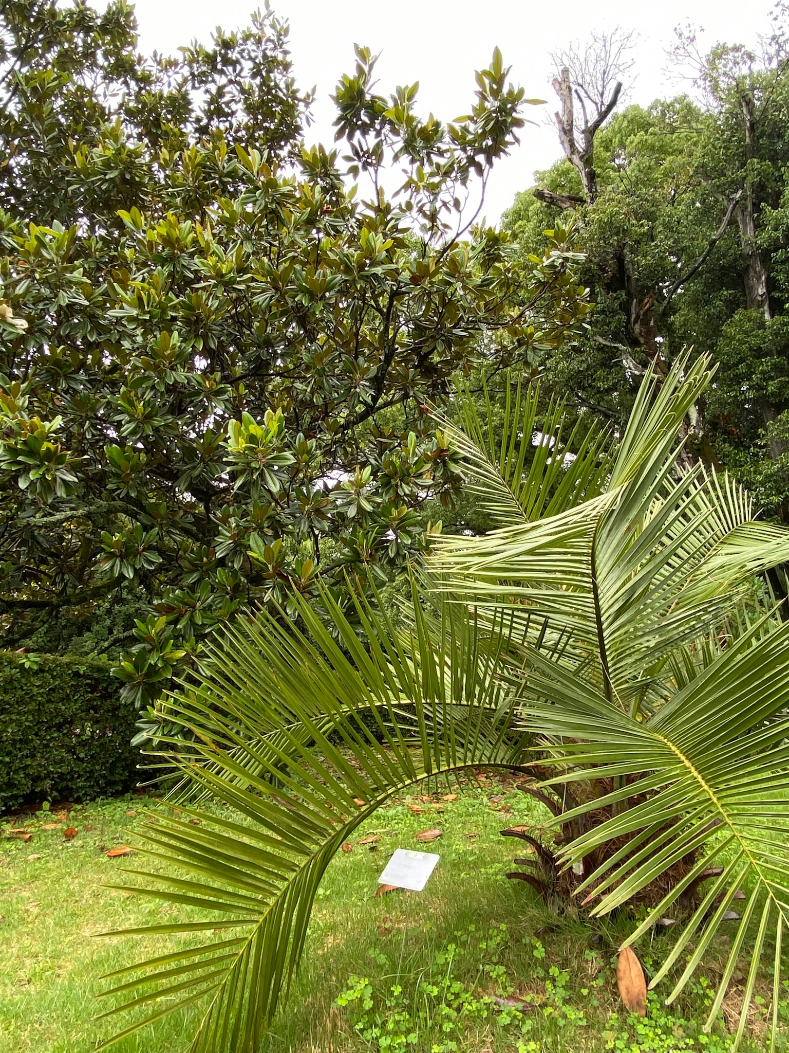 Image d'un jardin luxuriant avec un palmier et un magnolia