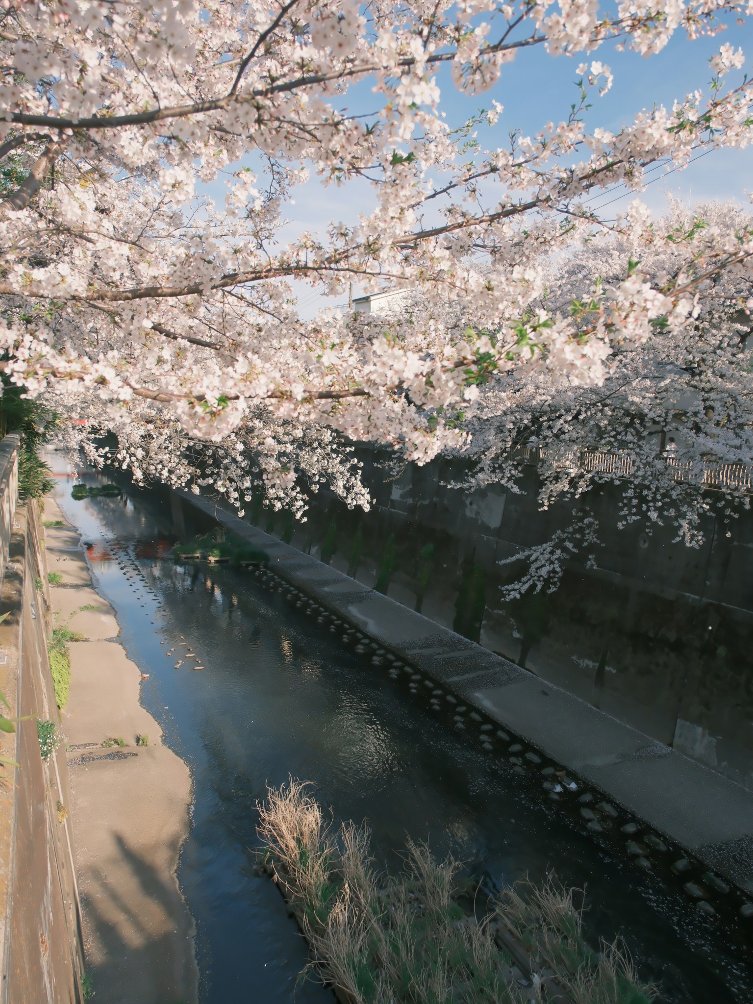Cherry blossom trees over a tranquil river with a blue sky