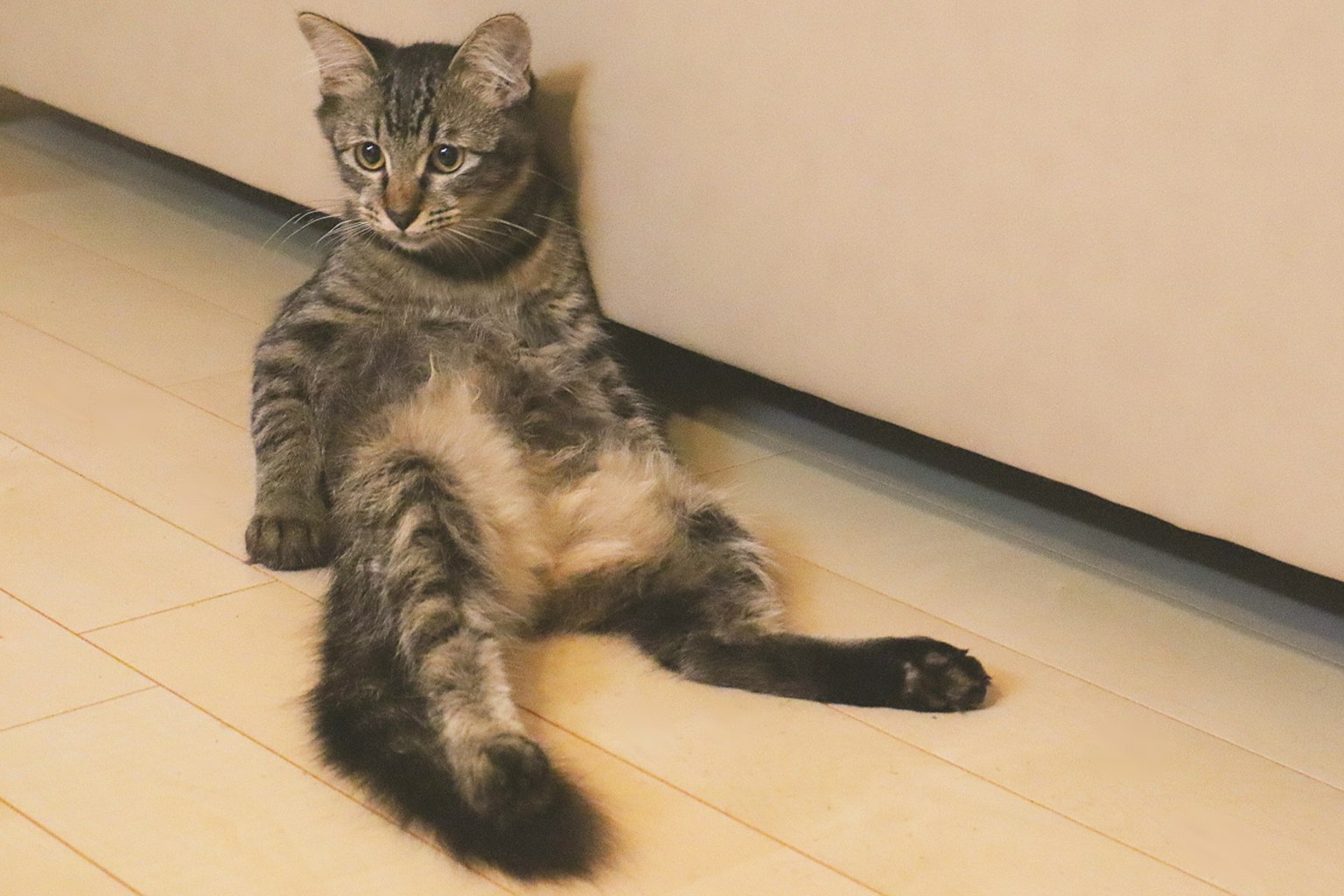 Kucing abu-abu yang bersantai di bawah sofa