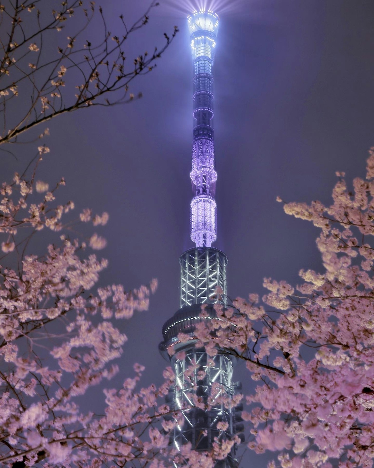Tokyo Skytree nachts beleuchtet umgeben von Kirschblüten