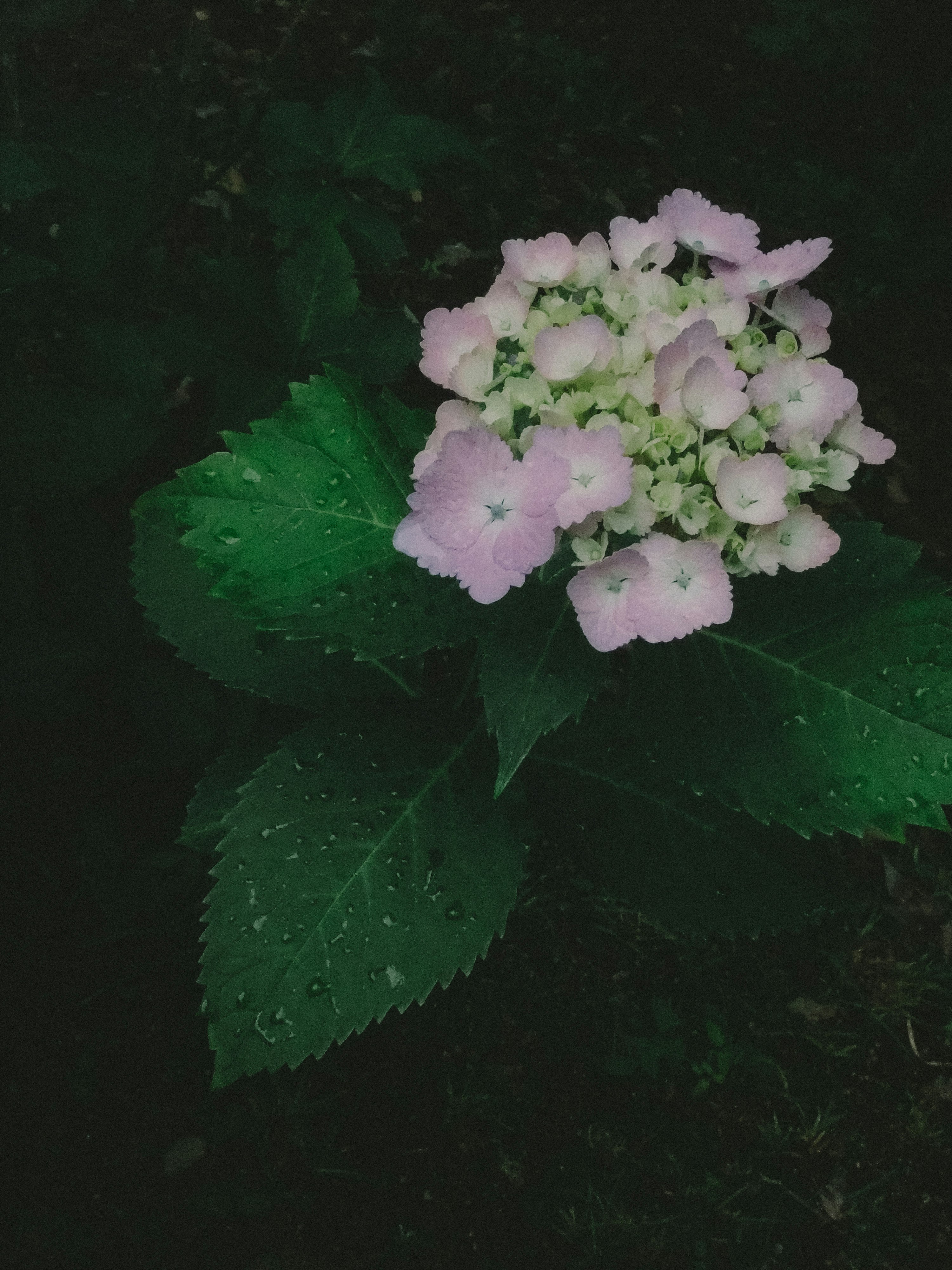 Buketan bunga hydrangea ungu muda dengan tetesan hujan di daun hijau