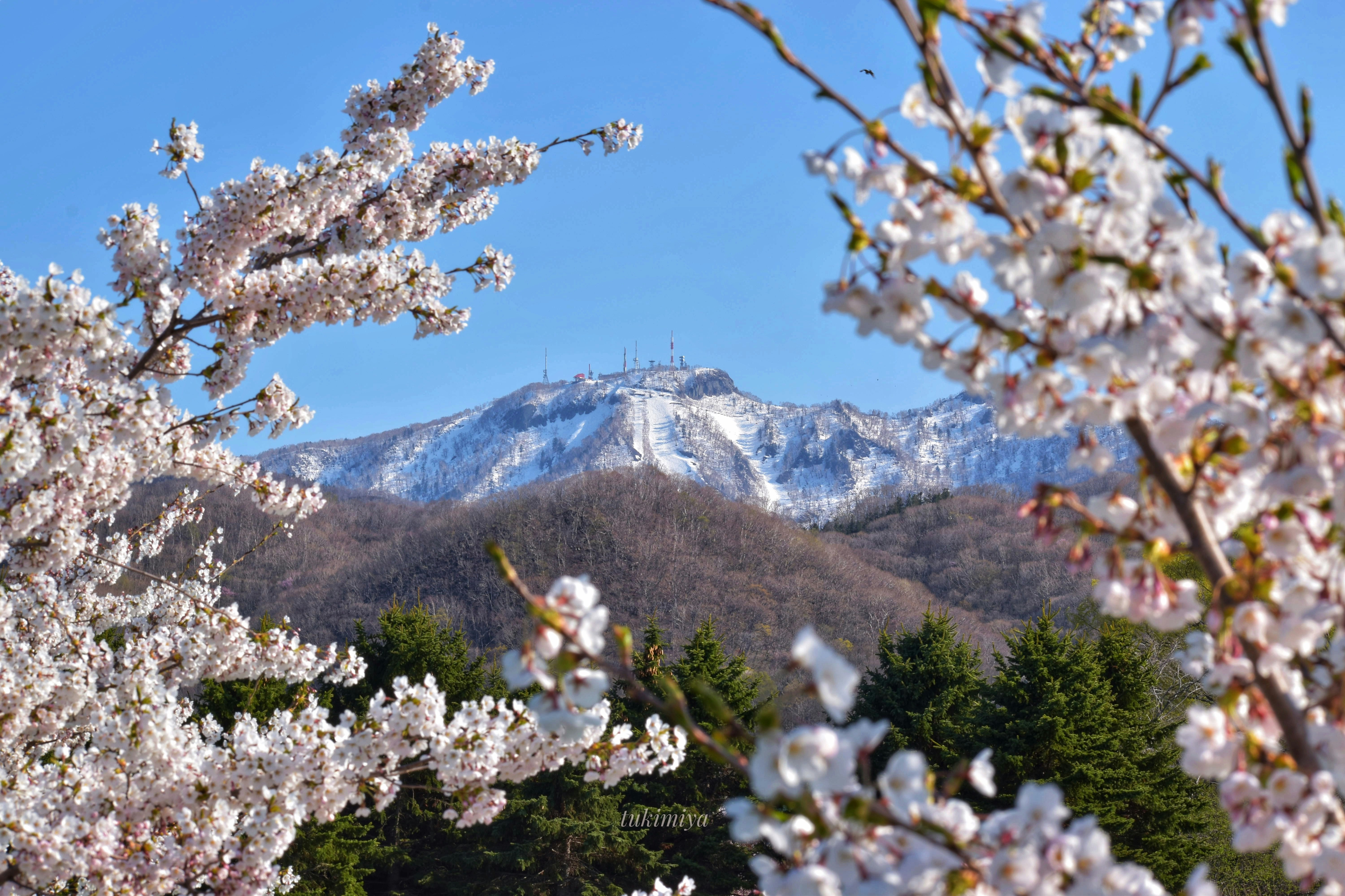 桜の枝越しに冠雪した山頂が見える景色