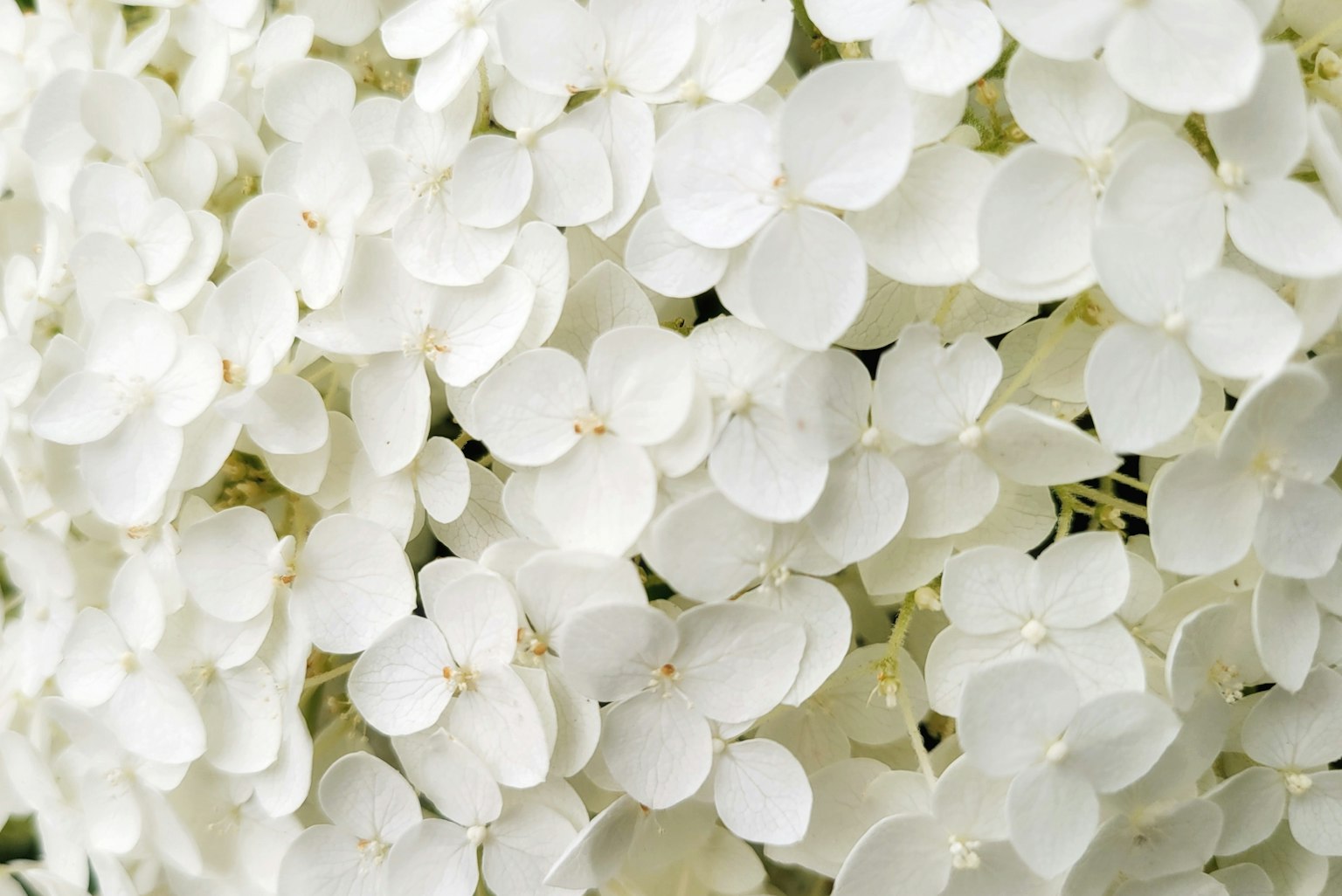 Close-up bunga hydrangea putih dengan kelopak yang rapat