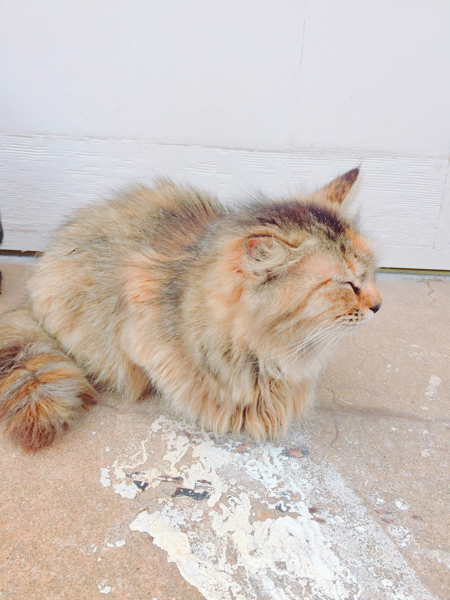 毛茸茸的猫坐在地板上