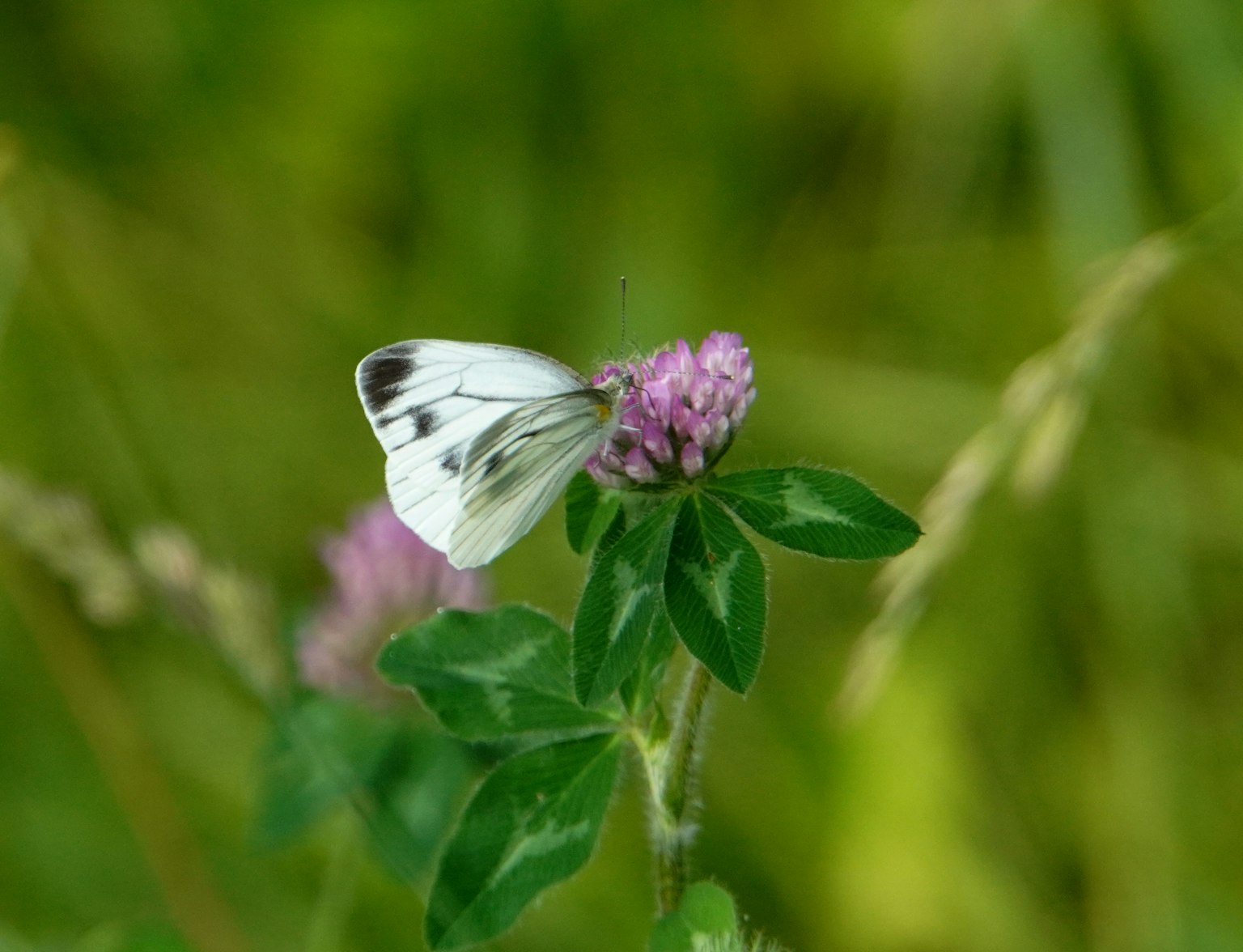 Ein weißer Schmetterling sitzt auf einer lila Blume vor grünem Hintergrund