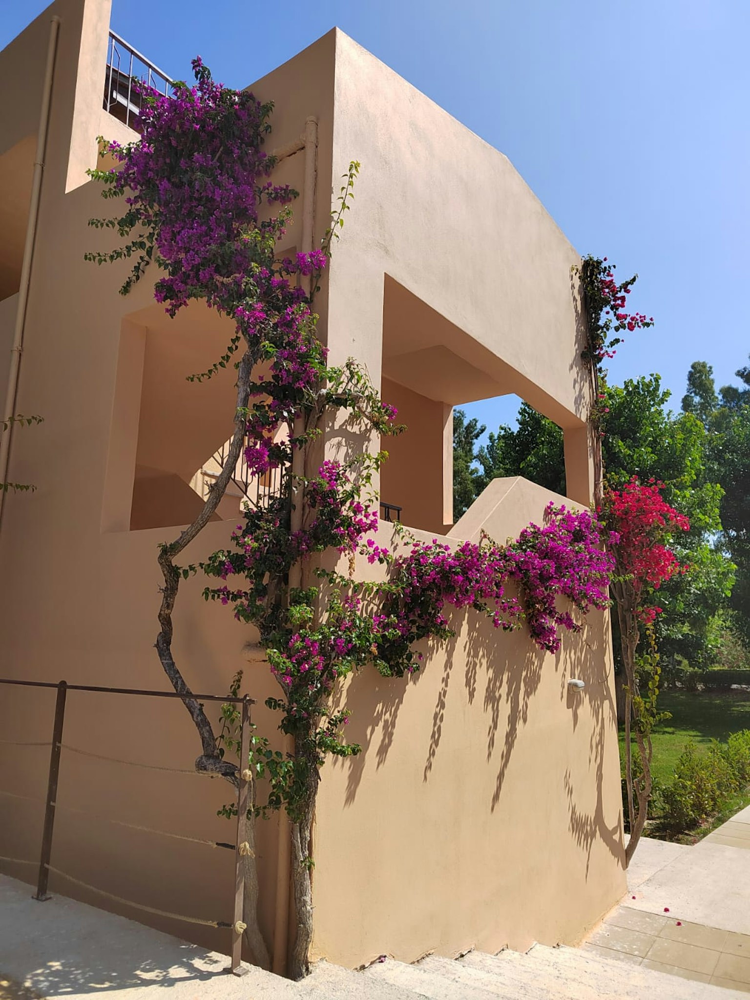 Gebäude mit hellen Wänden, geschmückt mit lila Bougainvillea