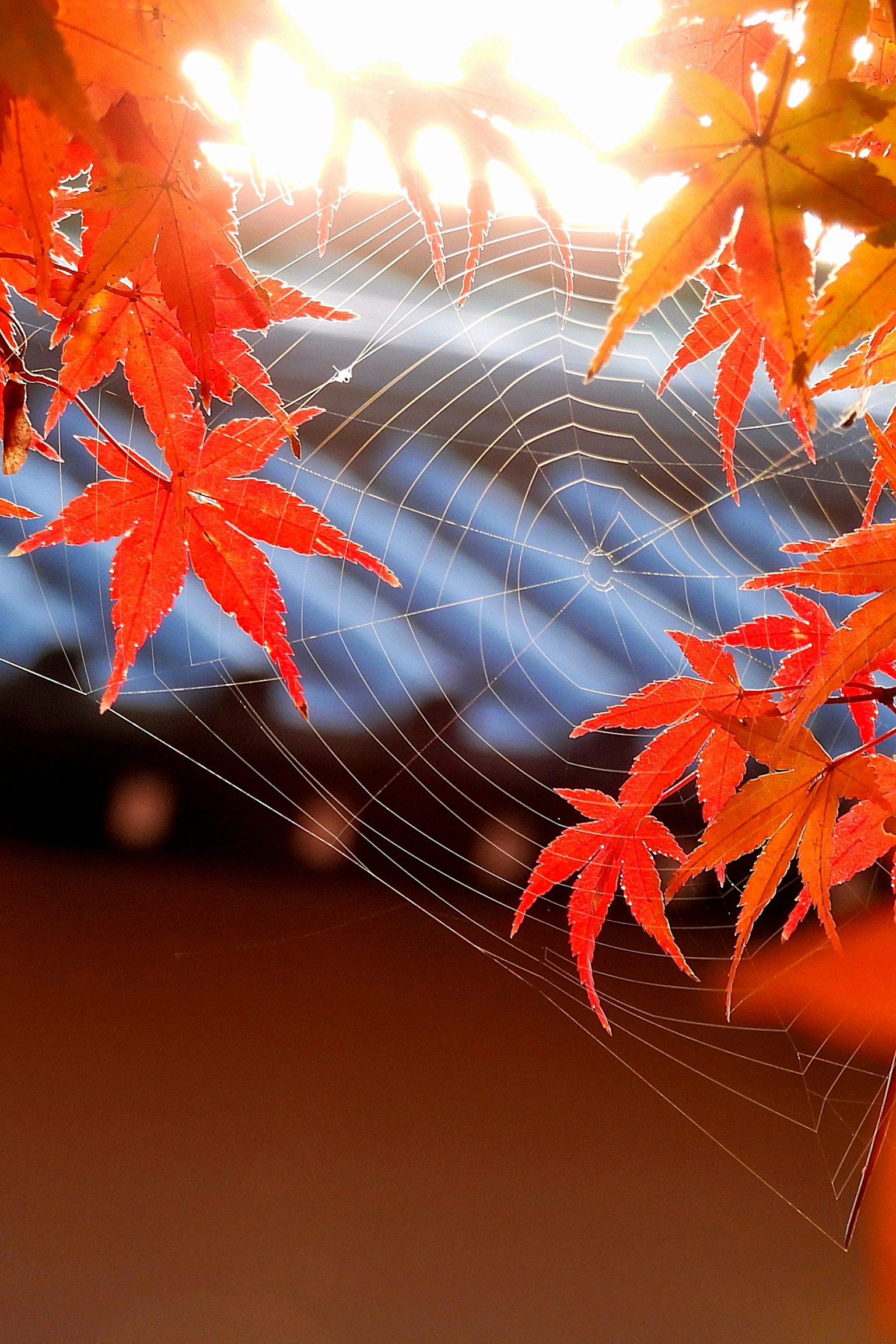 紅葉とクモの巣が輝く秋の風景