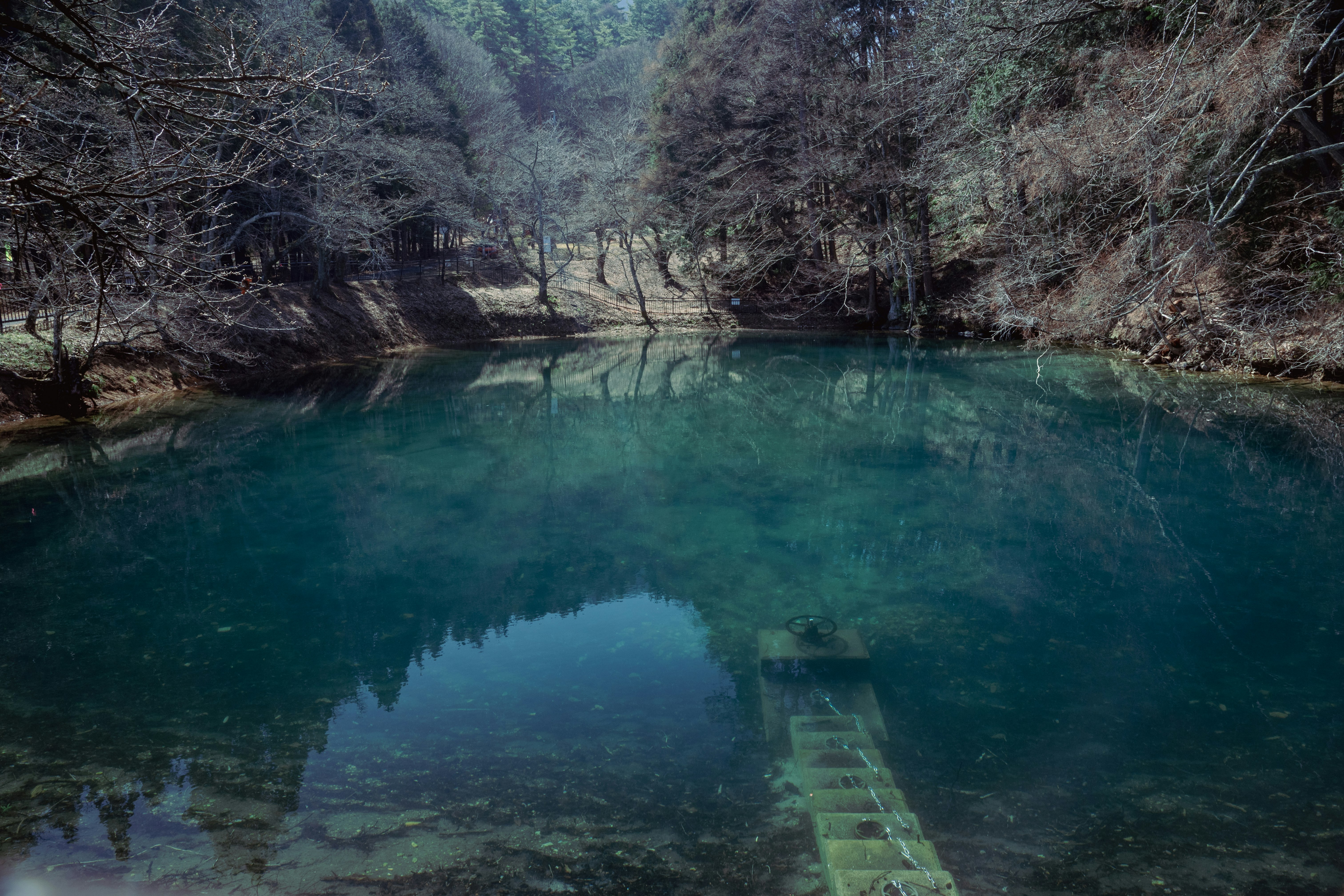 森に囲まれた静かな川の水面と小さな桟橋