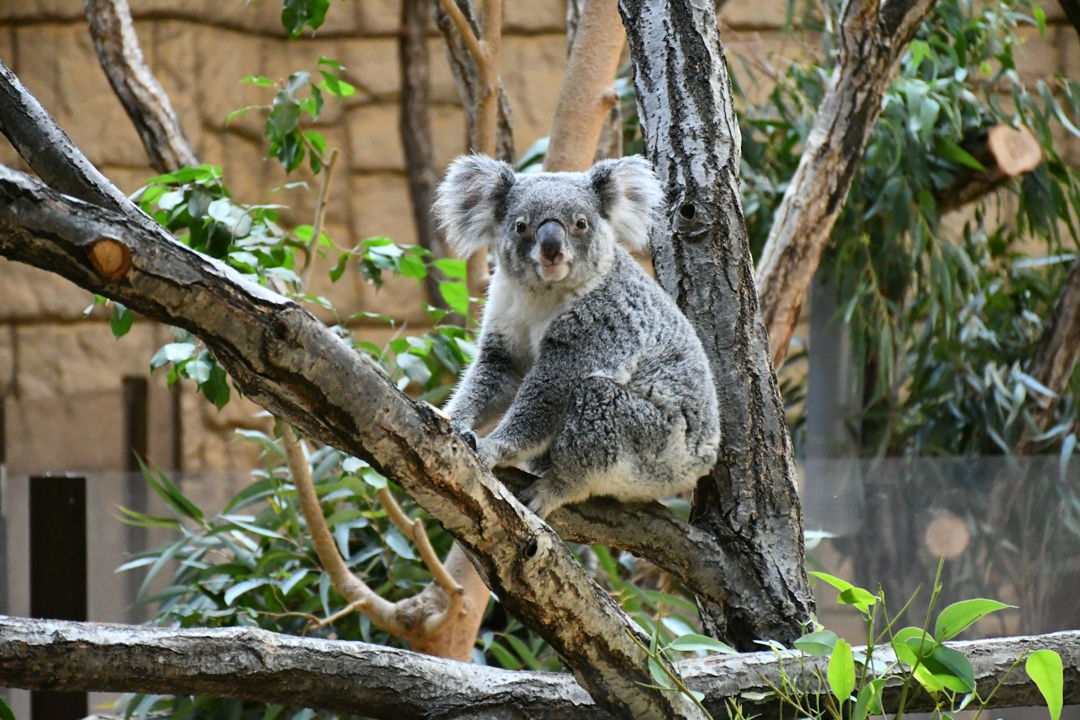 Un koala seduto su un ramo d'albero circondato da foglie verdi e uno sfondo naturale
