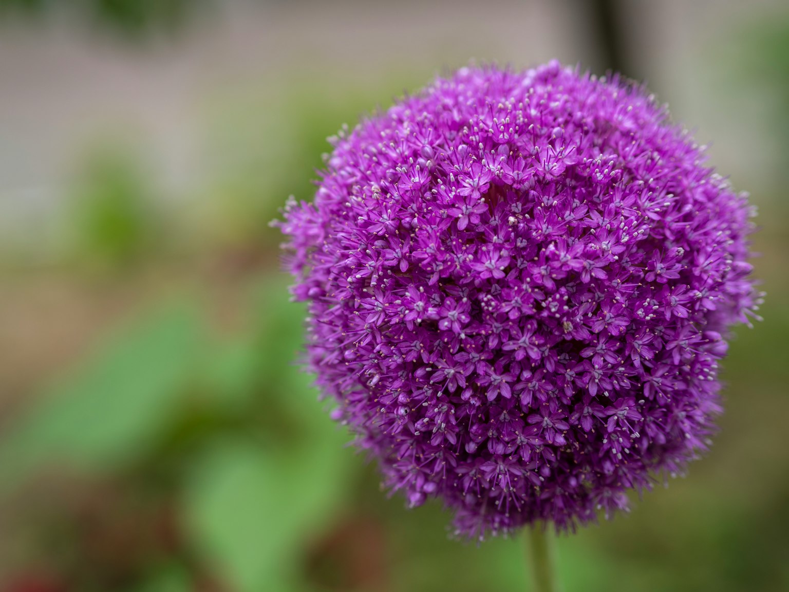 Purple spherical flower contrasting with green background