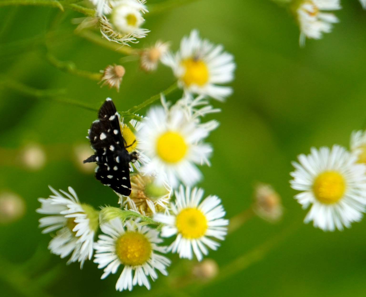 Insecto negro con manchas en margaritas blancas con fondo verde