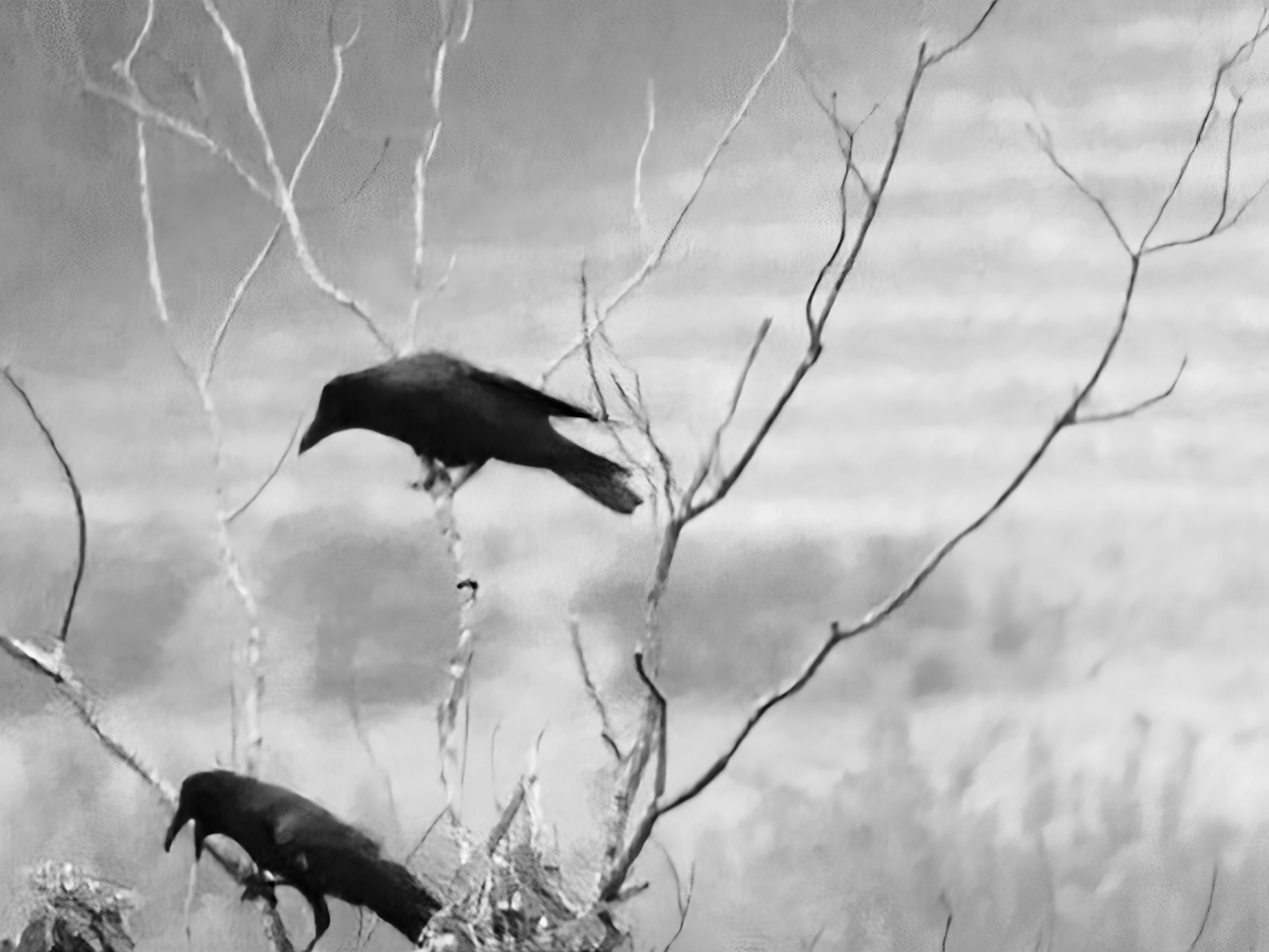 枝に止まるカラスのモノクロ風景